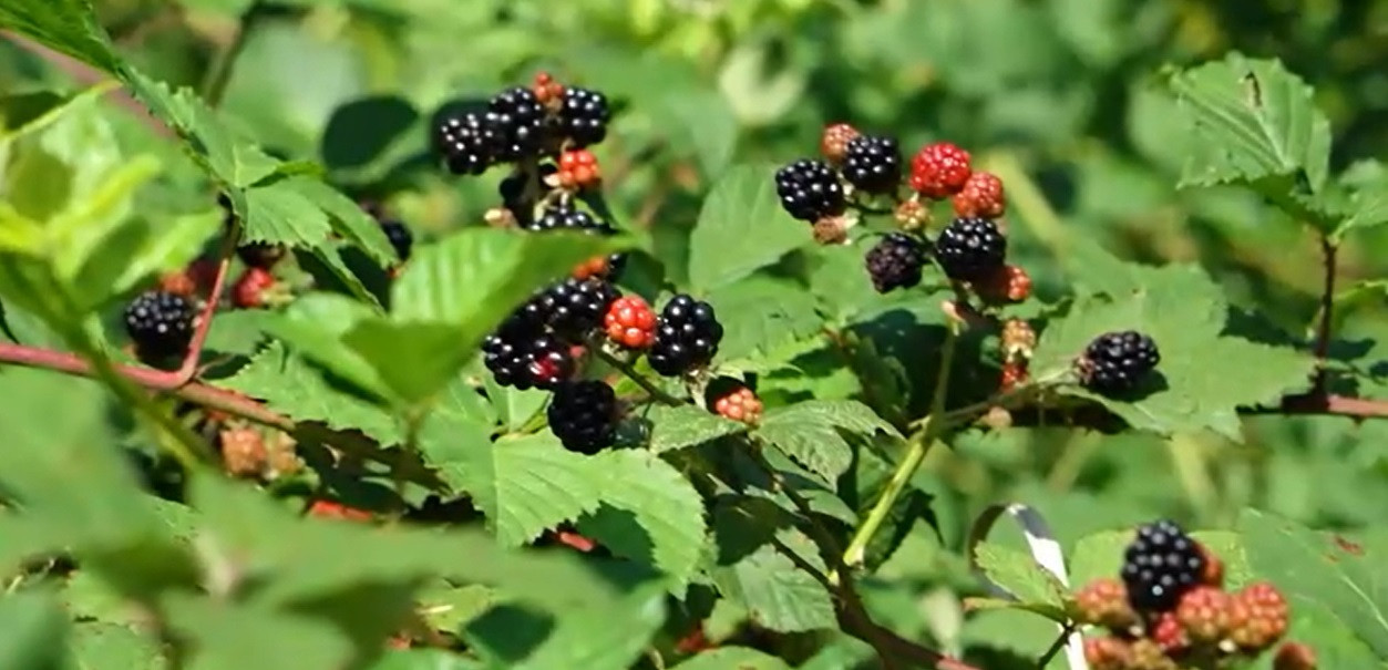 Se strică fructele în pădurile României. Motivul alarmat pentru care afinele, murele și zmeura nu mai sunt culese