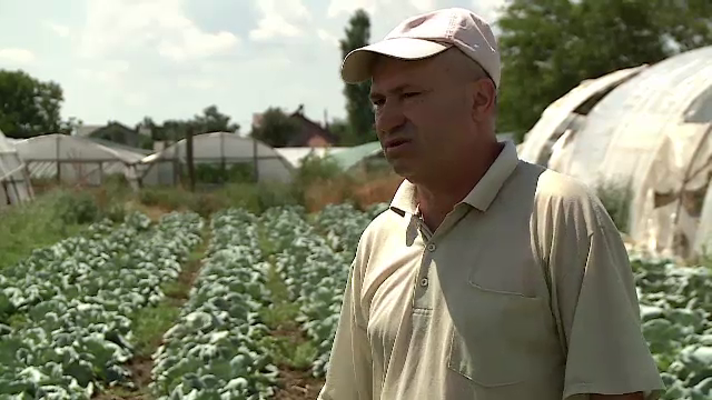 Leguma pe care fermierii români o cultivă pe suprafețe tot mai mari. Cu cât se vinde un kilogram în piețe