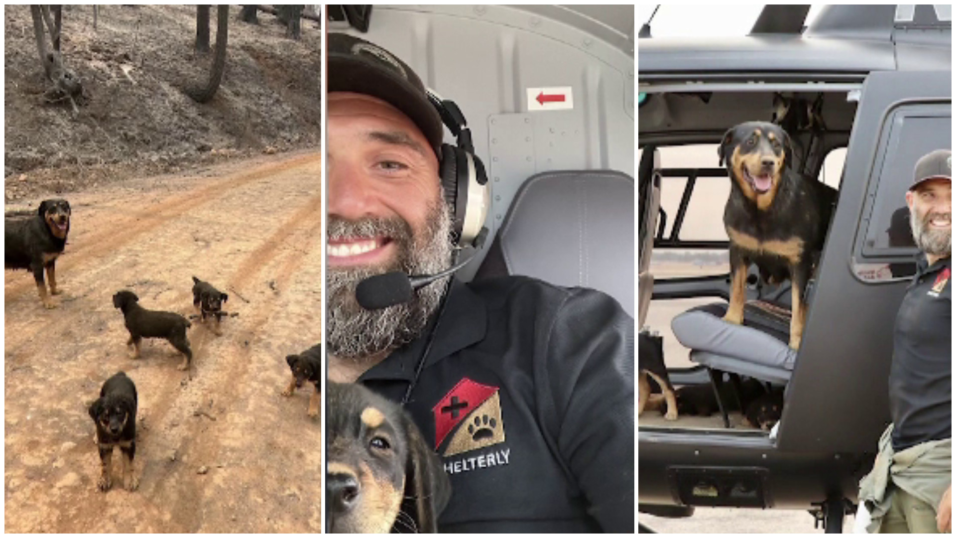 Gestul emoționant făcut de un pilot de elicopter. Și-a riscat viața pentru a salva mai mulți câini din calea incendiilor