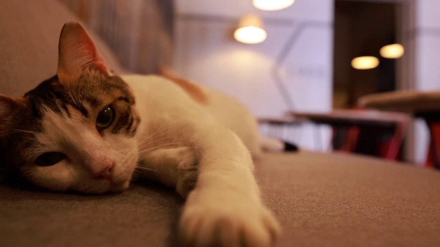 Un hotel de lux din Londra se mândrește cu un „angajat” inedit: pisica Lilibet, botezată în onoarea reginei Elisabeta a II-a