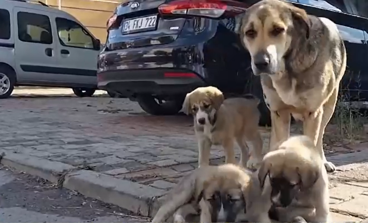 Europarlamentarul Nicu Ştefănuţă: Am alertat autorităţile cu privire la uciderea brutală a câinilor fără stăpân în Târgu-Jiu