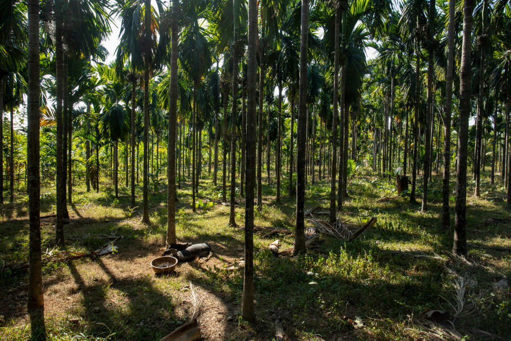 O americancă a fost găsită legată de un copac și lăsată să moară în jungla din India. Ce s-a aflat despre trecutul ei