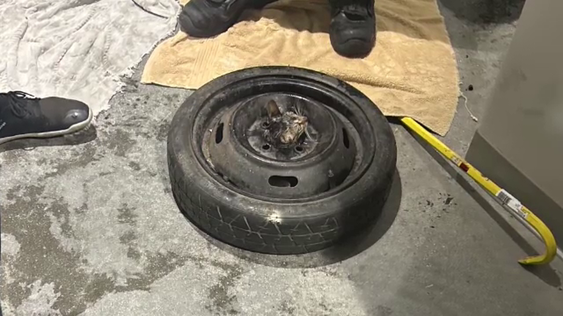 O pisicuță a fost salvată din janta unei mașini. Cum a reușit să rămână blocată