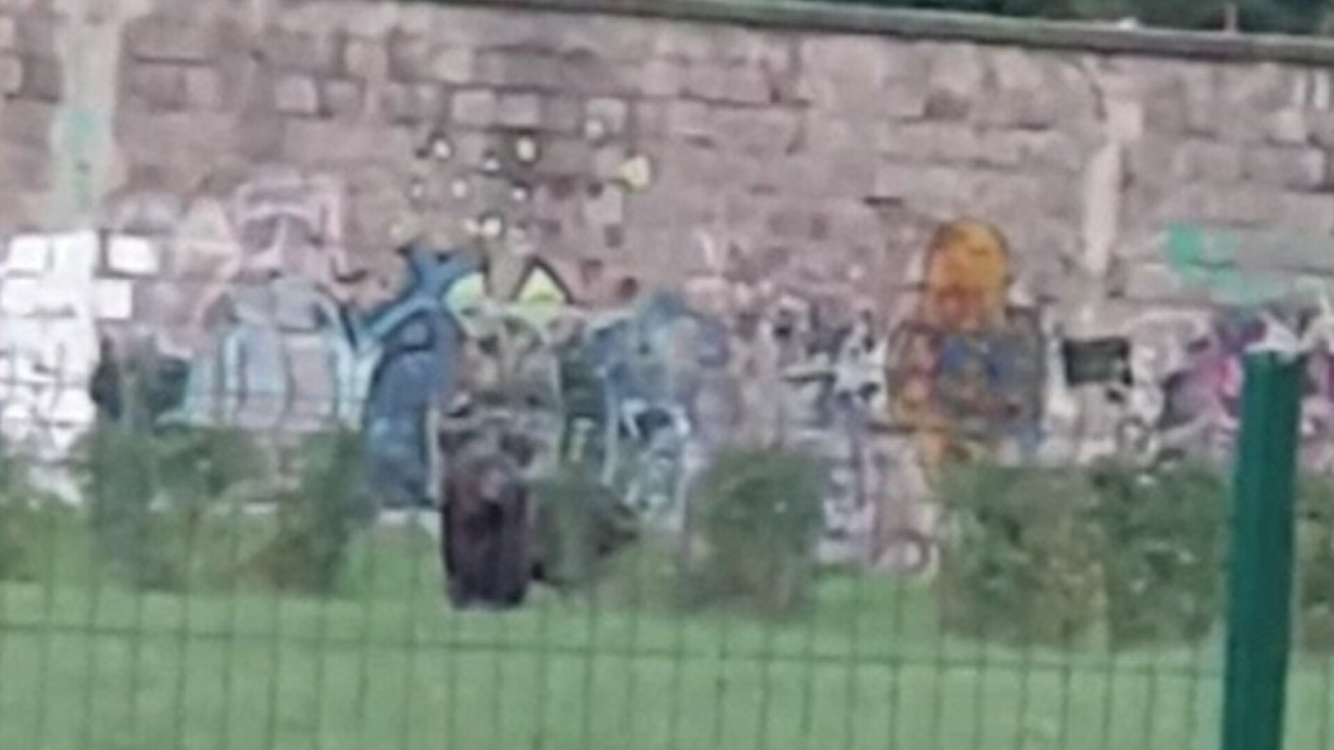 O ursoaică și puiul ei au "vizitat" trei zile la rând un cartier din Brașov. Sirena mașinii de jandarmi nu i-a speriat