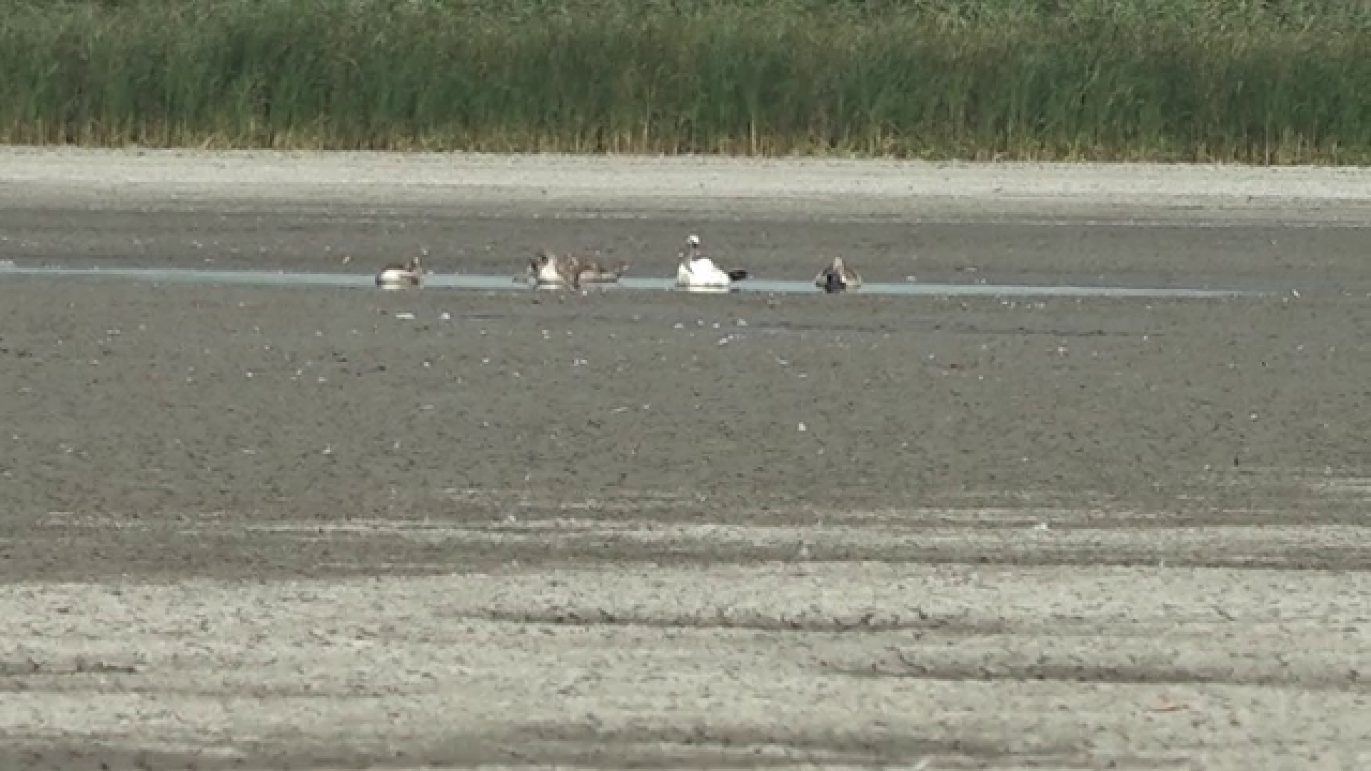 Canicula afectează grav mediul. Mai multe lacuri din România au secat. „Nu avem de unde să luăm apă”