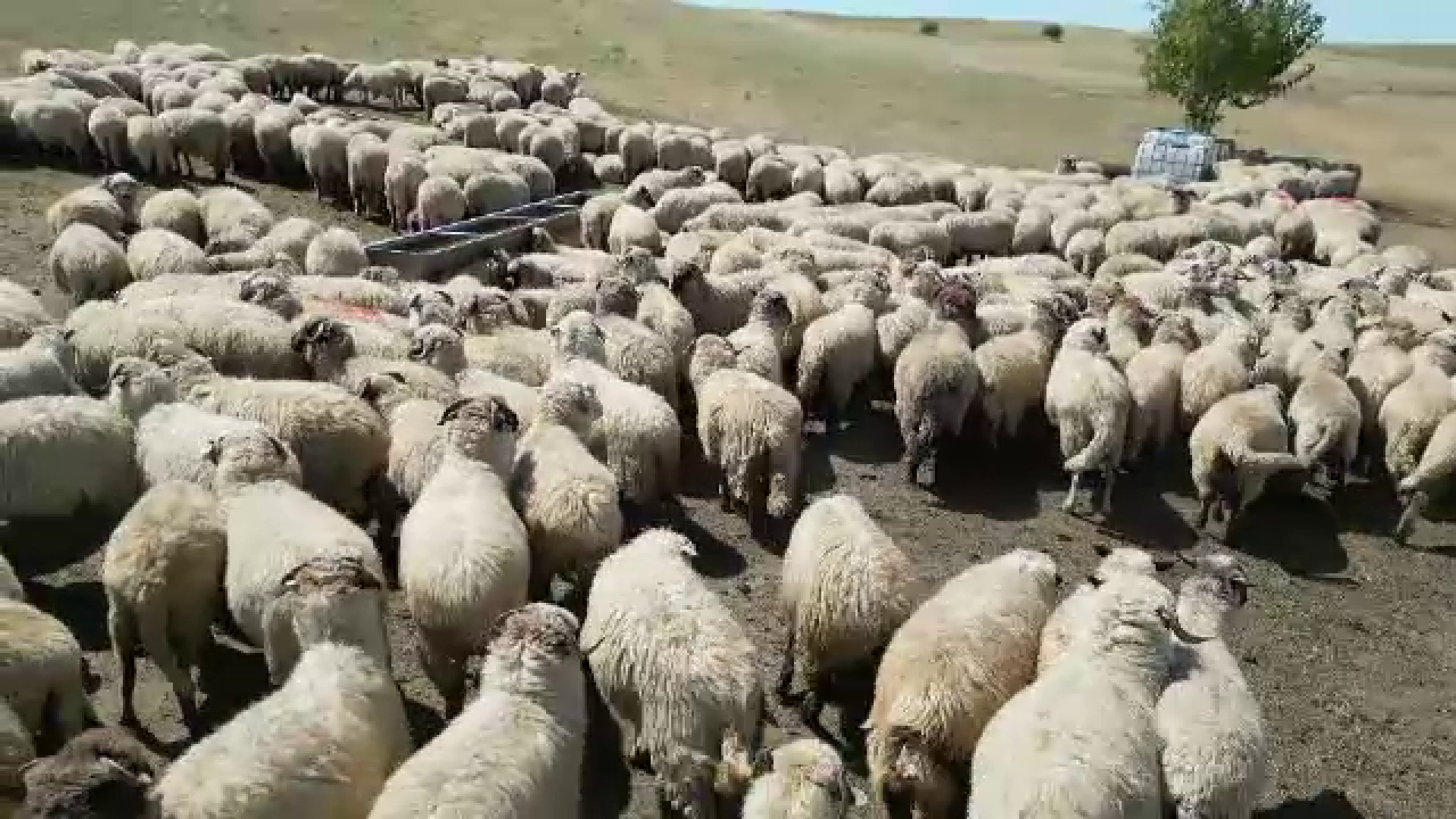 Pierderi mari din cauza pestei la ovine. Peste 200 de mii de oi și capre au fost omorâte. De la o zi la alta apar noi focare