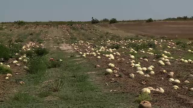 Mii de tone de pepeni de Dăbuleni se strică pe câmp, pentru că nu-i mai cumpără nimeni