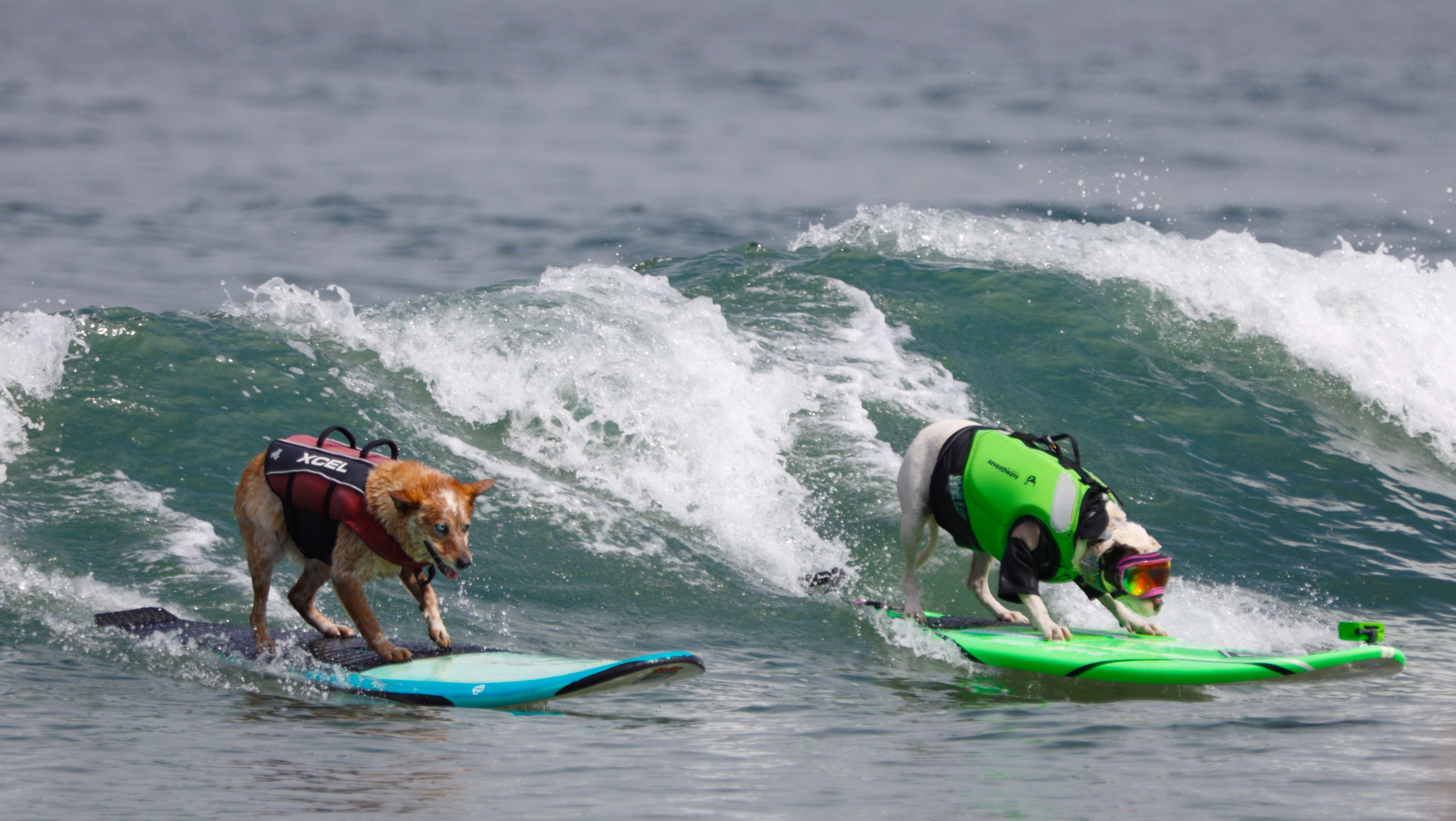 Şi animalele au nevoie de mişcare. Zeci de câini s-au aventurat cu placa pe valuri la Campionatul Mondial de Surfing