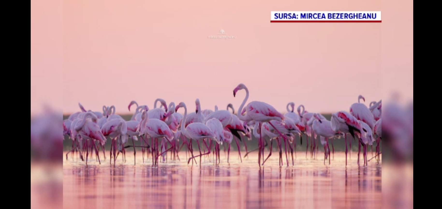 Imagini rare în Delta Dunării. O colonie de păsări flamingo a poposit în apele de acolo și sunt șanse mari să rămână