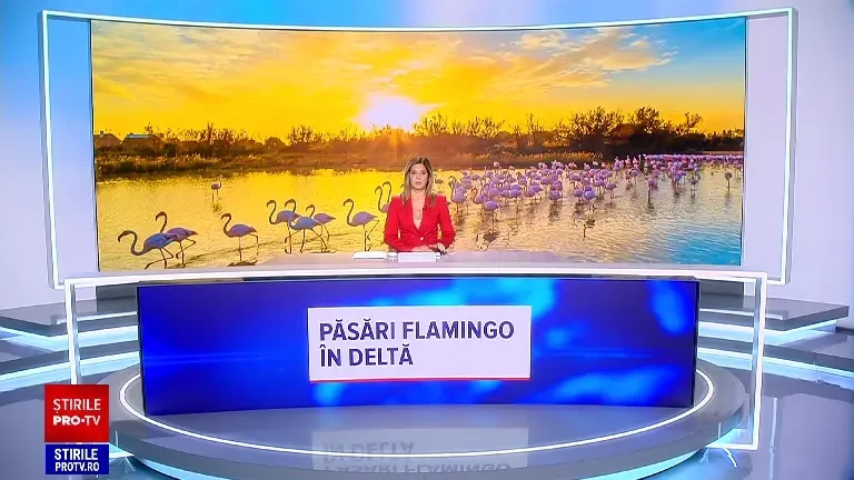 Imagini rare în Delta Dunării. O colonie de păsări flamingo a poposit în apele de acolo și sunt șanse mari să rămână
