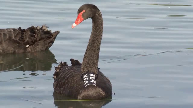 O echipă de cercetători vrea să demonstreze că lebedele nu formează cupluri pe viață