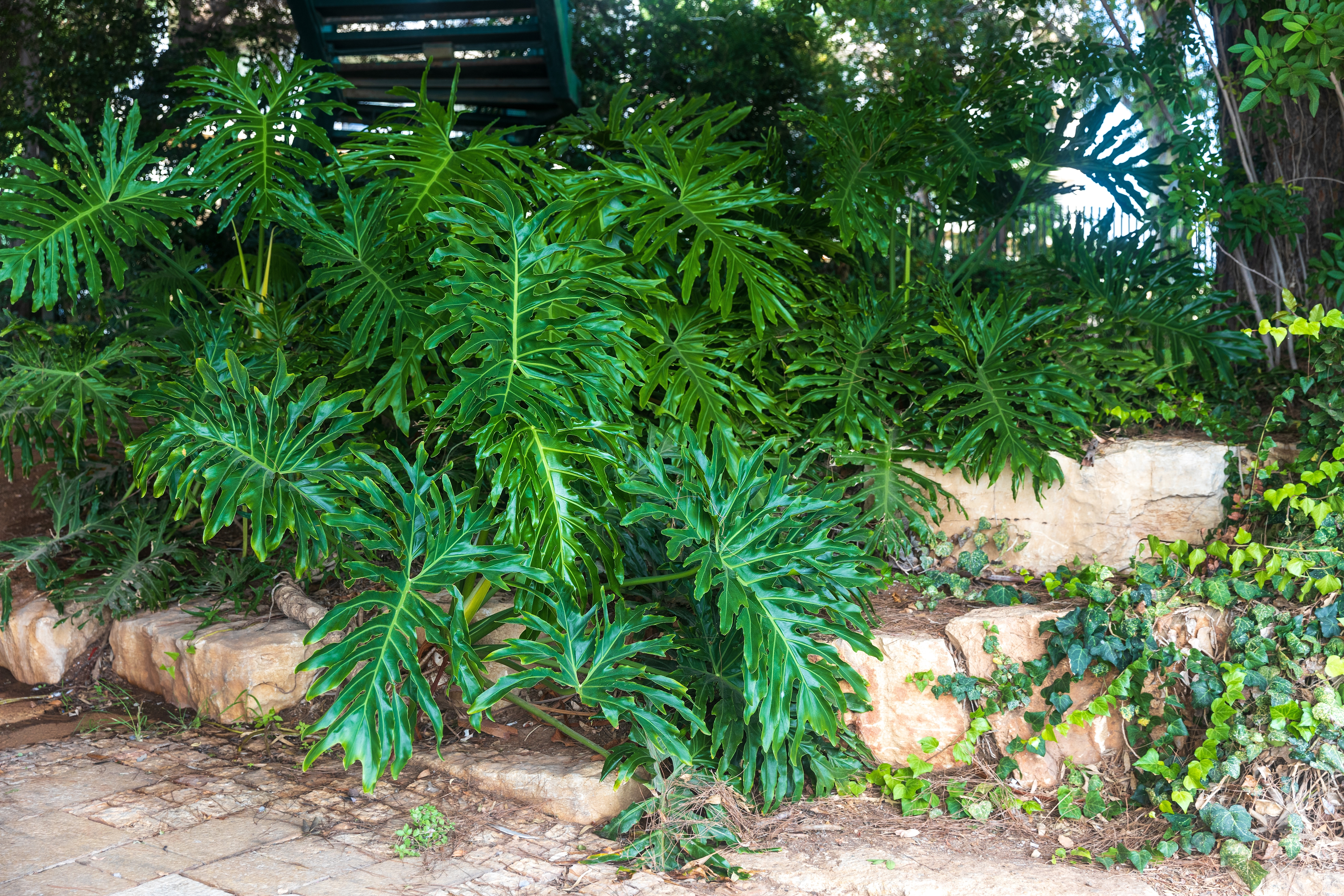 Filondendronul cu frunza ruptă