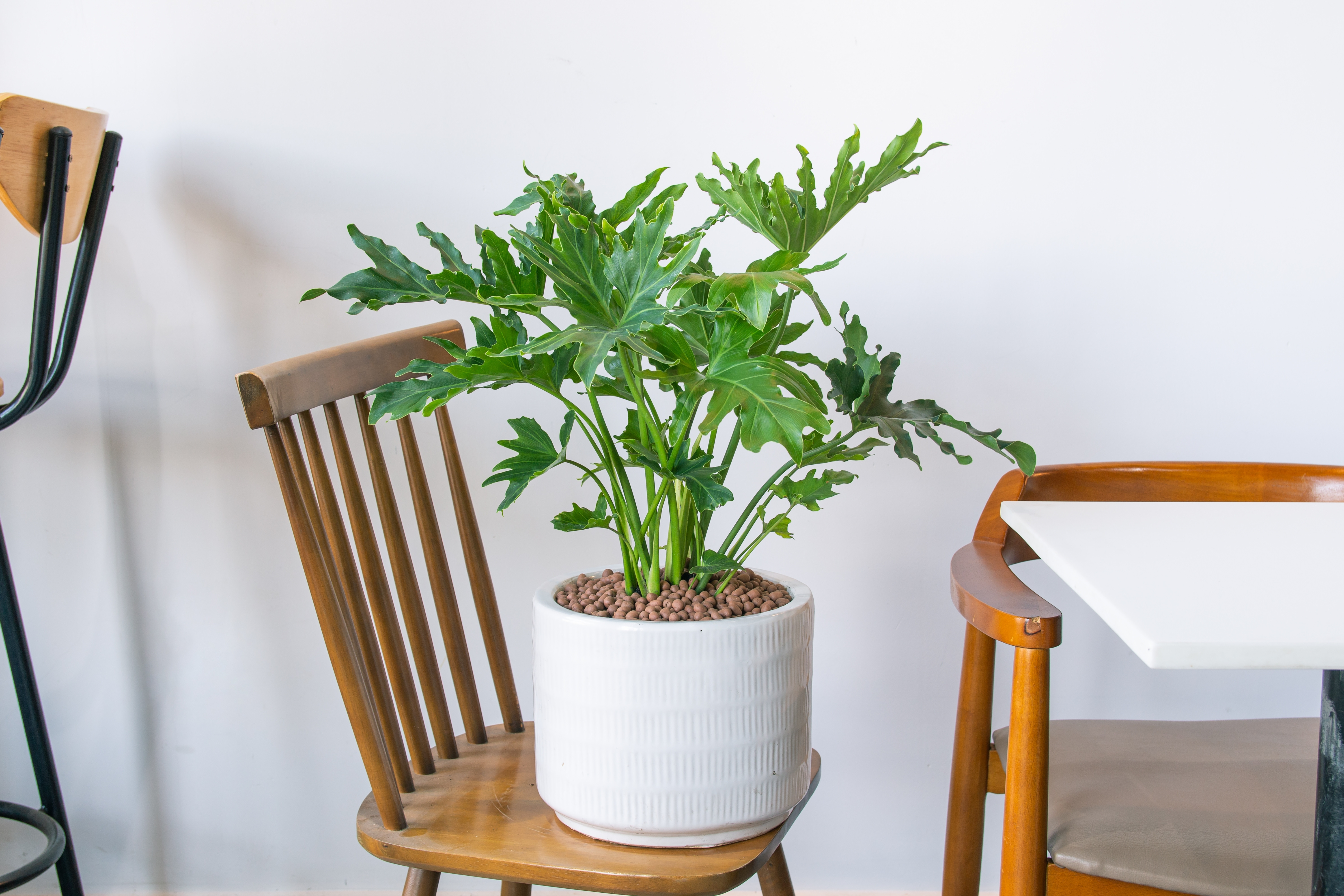 Filondendronul cu frunza ruptă