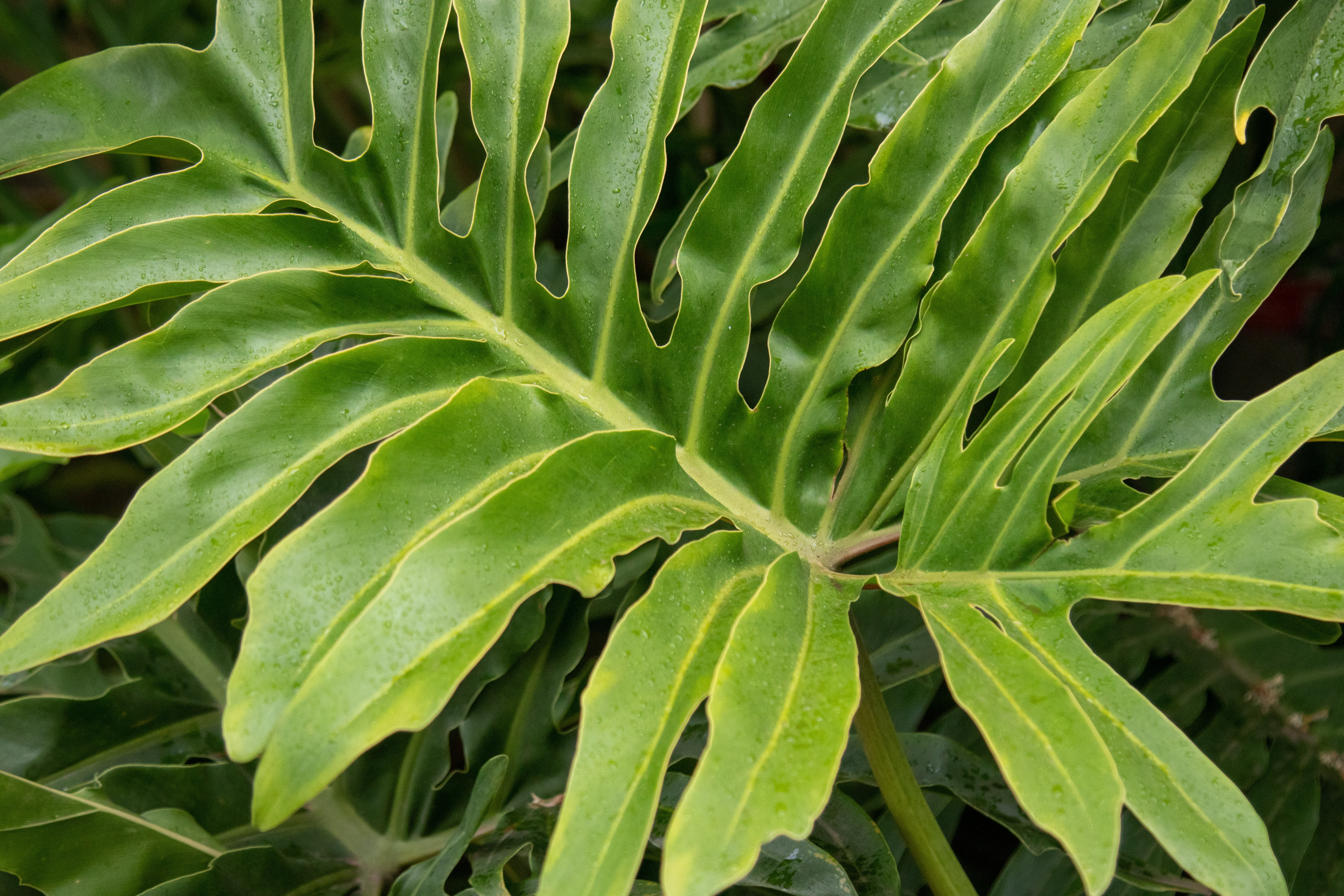 Filondendronul cu frunza ruptă