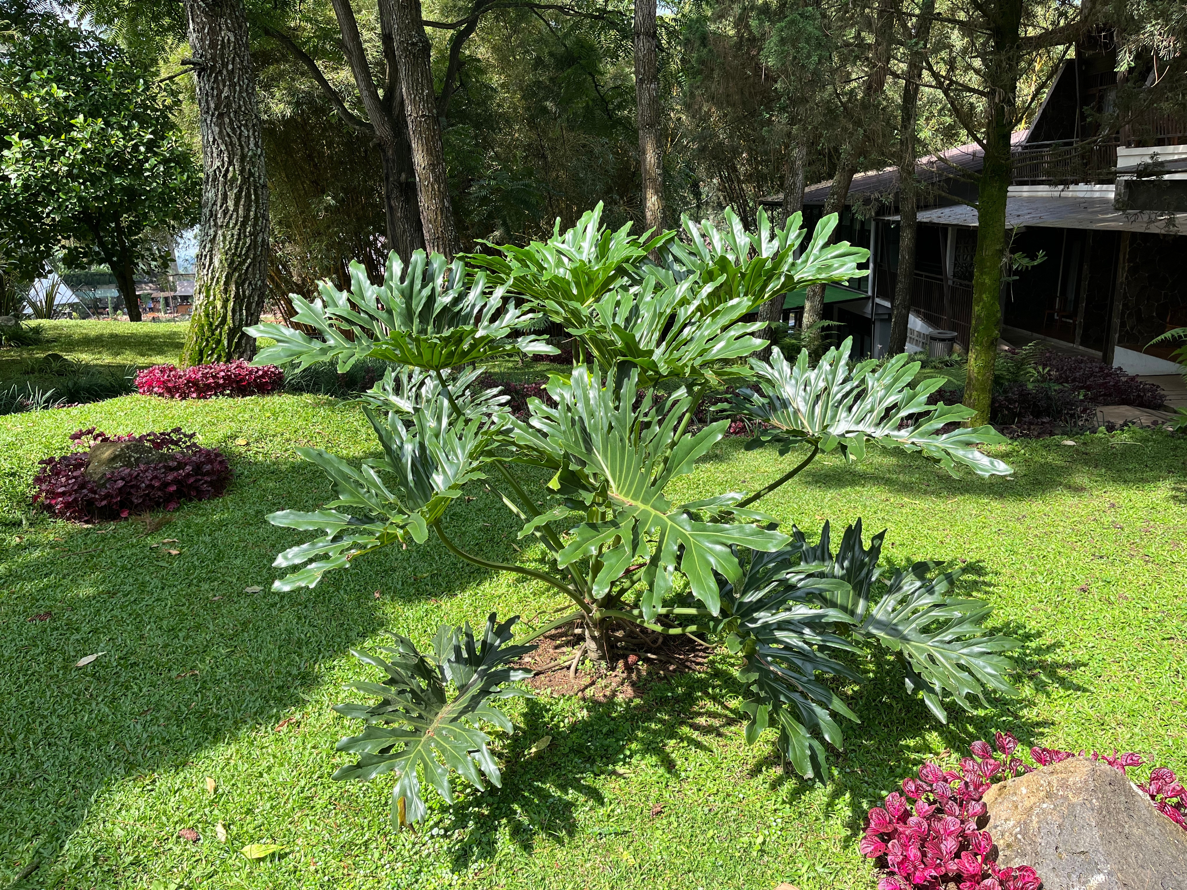 Filondendronul cu frunza ruptă