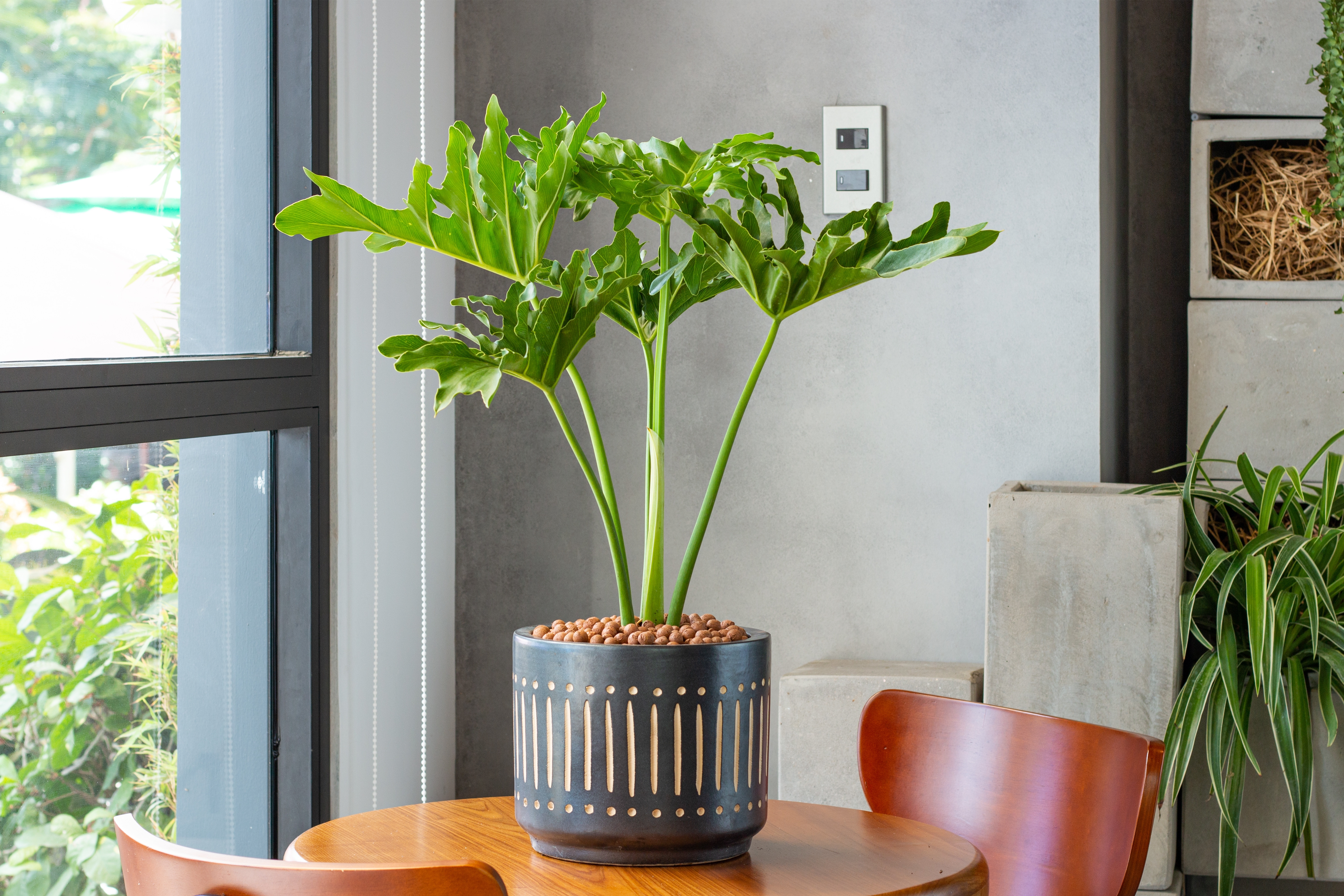 Filondendronul cu frunza ruptă