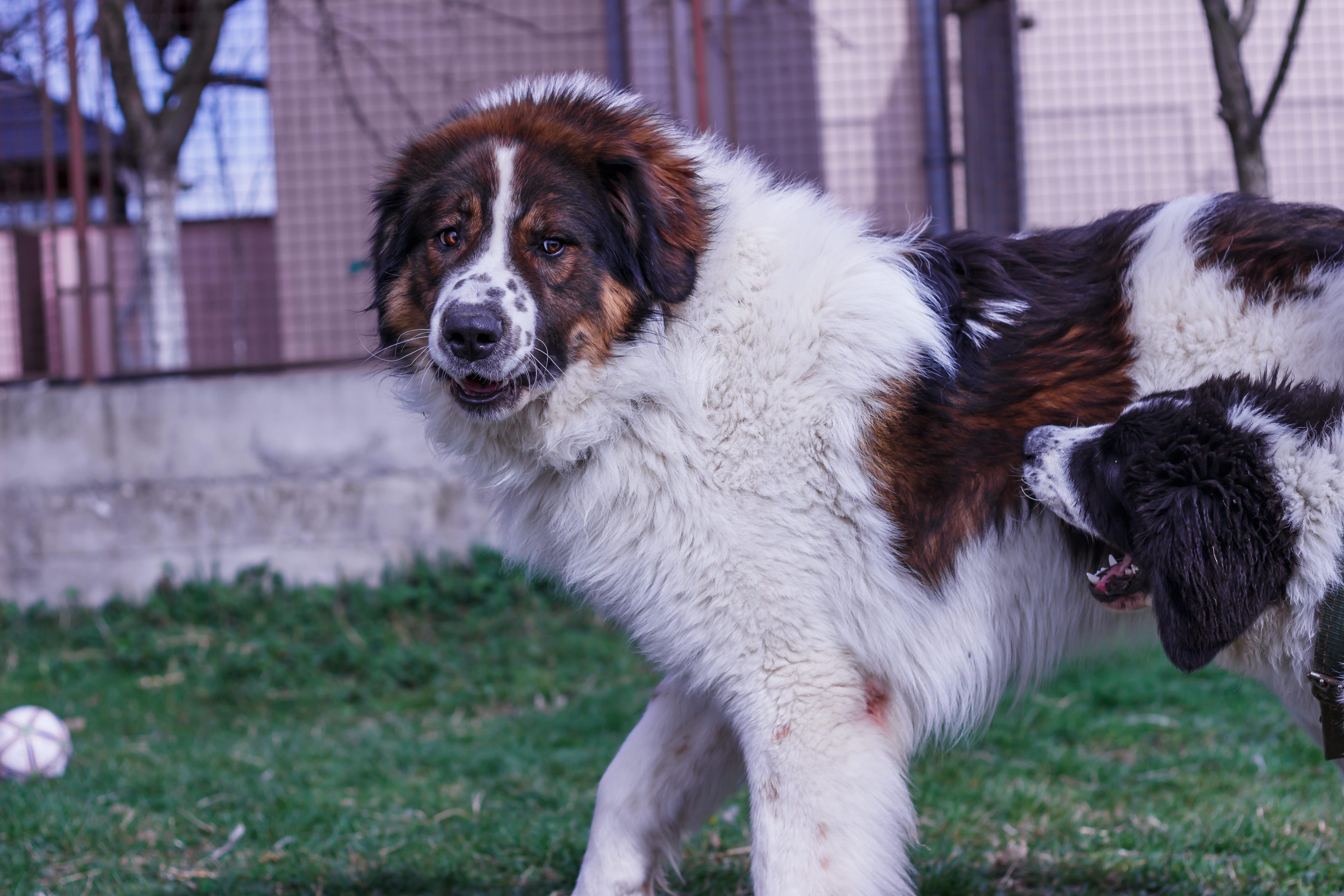 Ciobănesc de Bucovina. Ce nevoi are acest câine și cum trebuie îngrijit