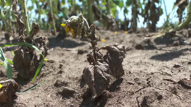 Rezerva de apă a României este în scădere din cauza secetei. În zeci de localități oamenii primesc apă cu porția