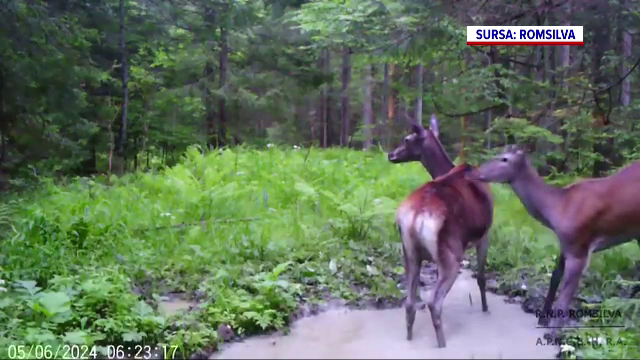Imagini spectaculoase în Parcul Național Cheile Bicazului – Hășmaș. Cum au fost surprinse animalele sălbatice