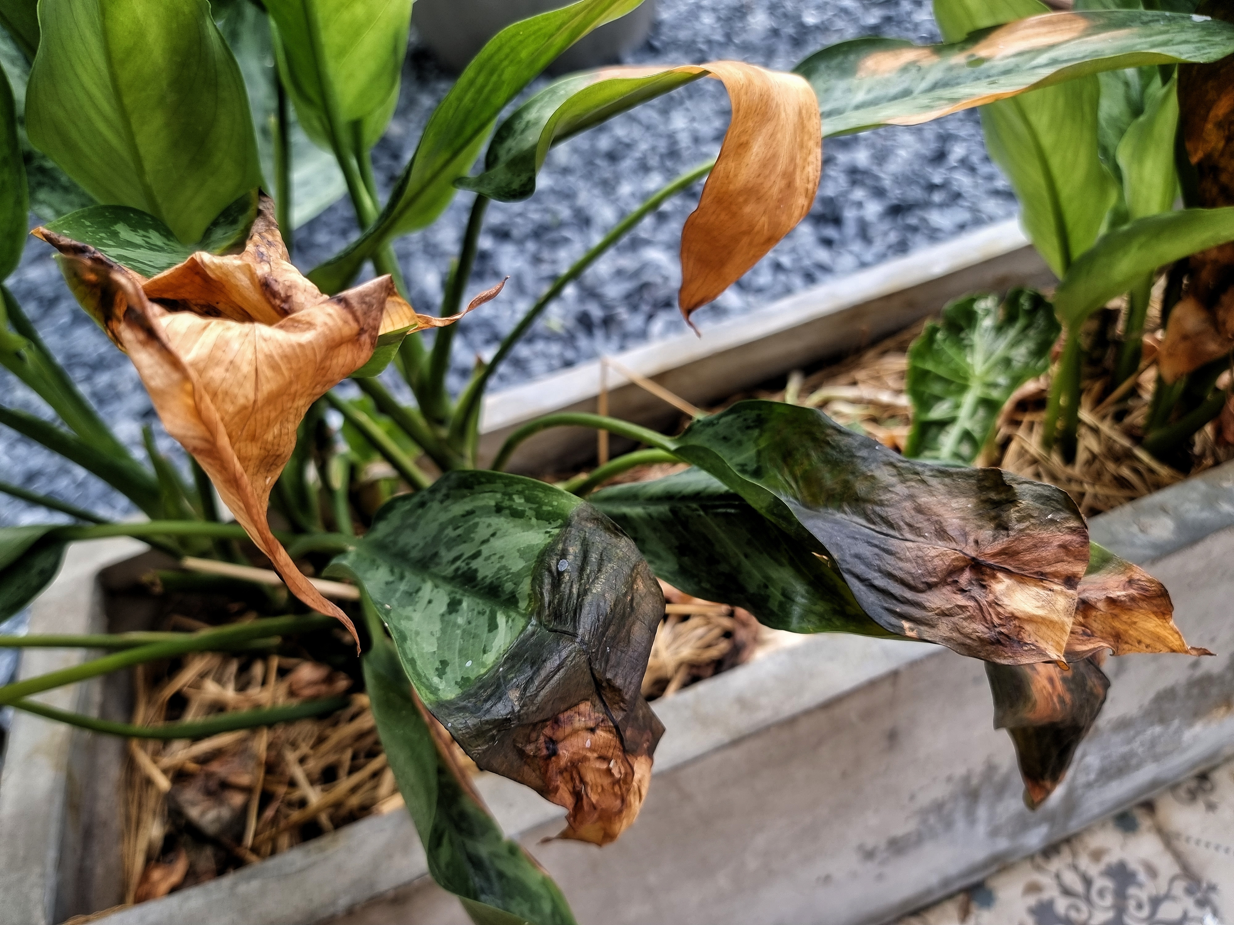 Planta de apartament despre care puțini știu că „se roagă”. Tot ce trebuie să știi despre îngrijrea ei