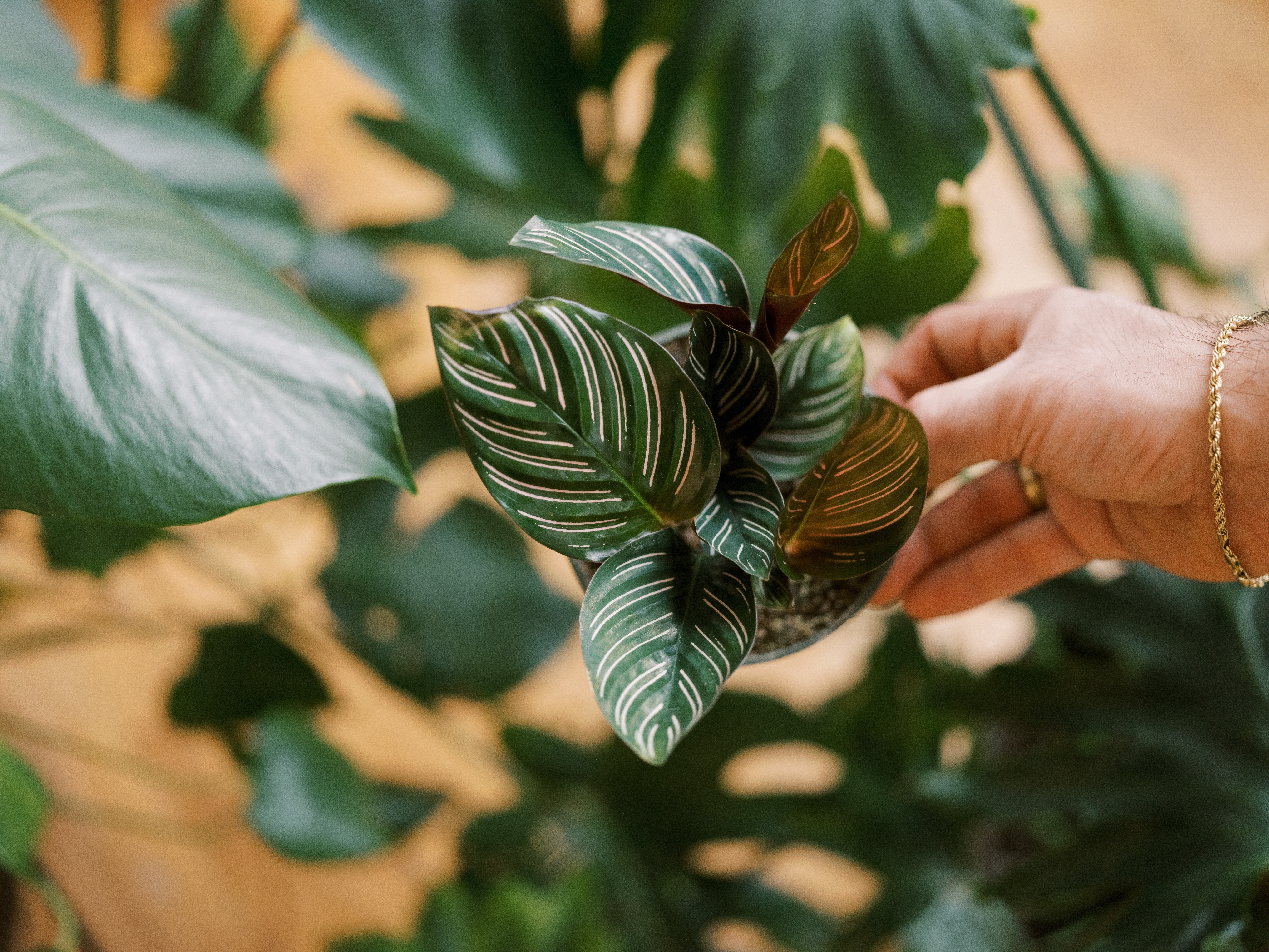 Calathea