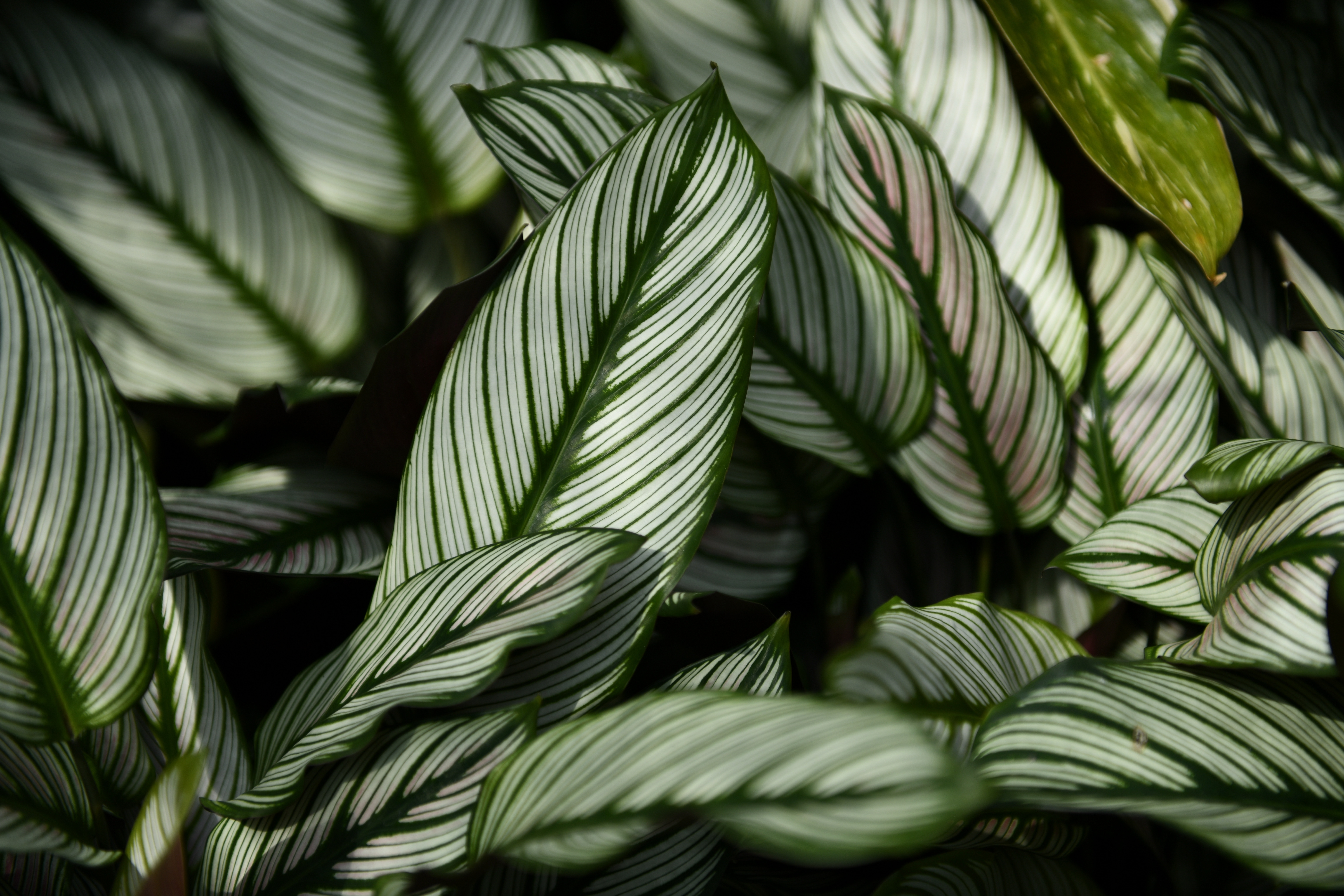Calathea