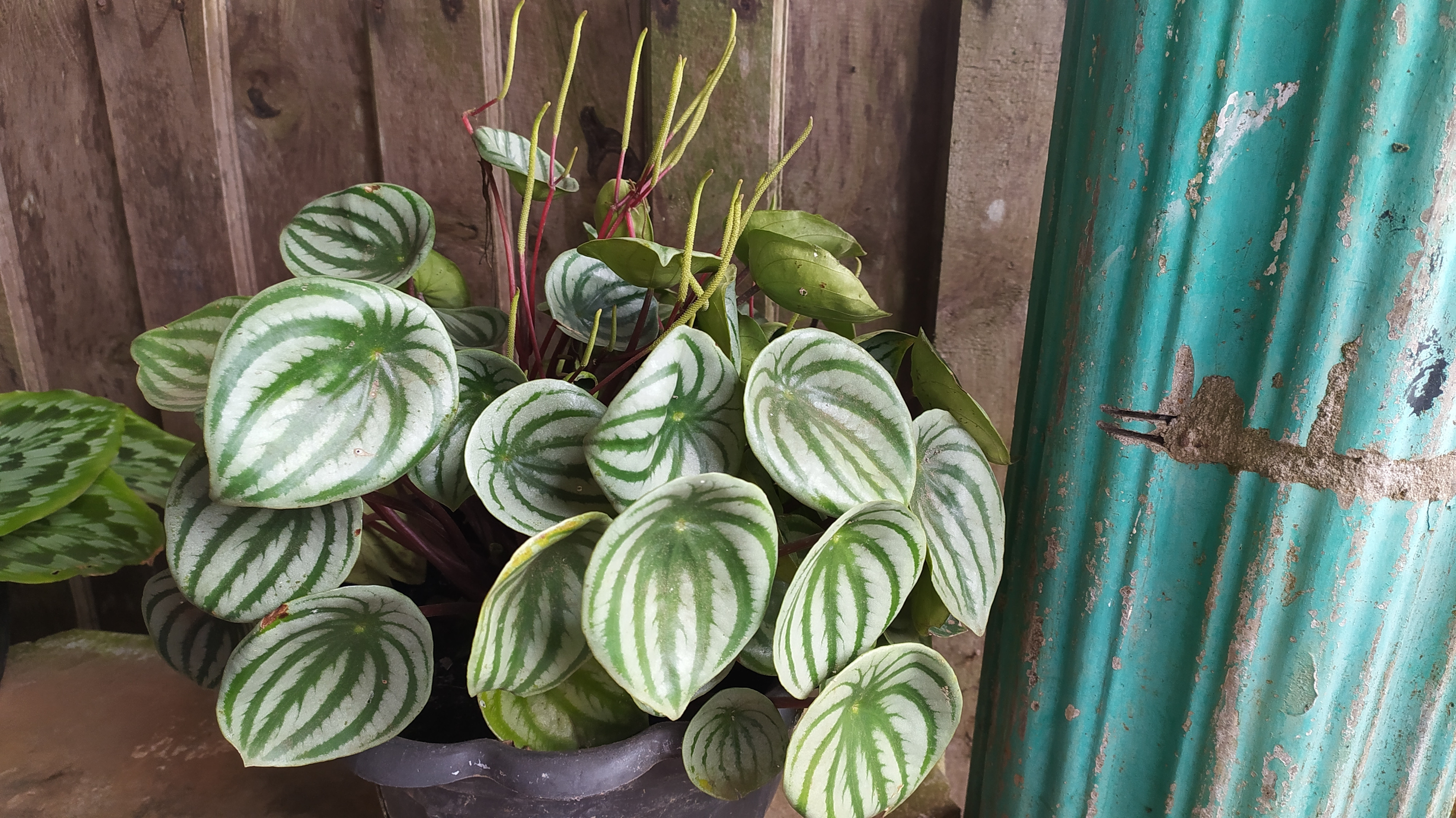 Peperomia