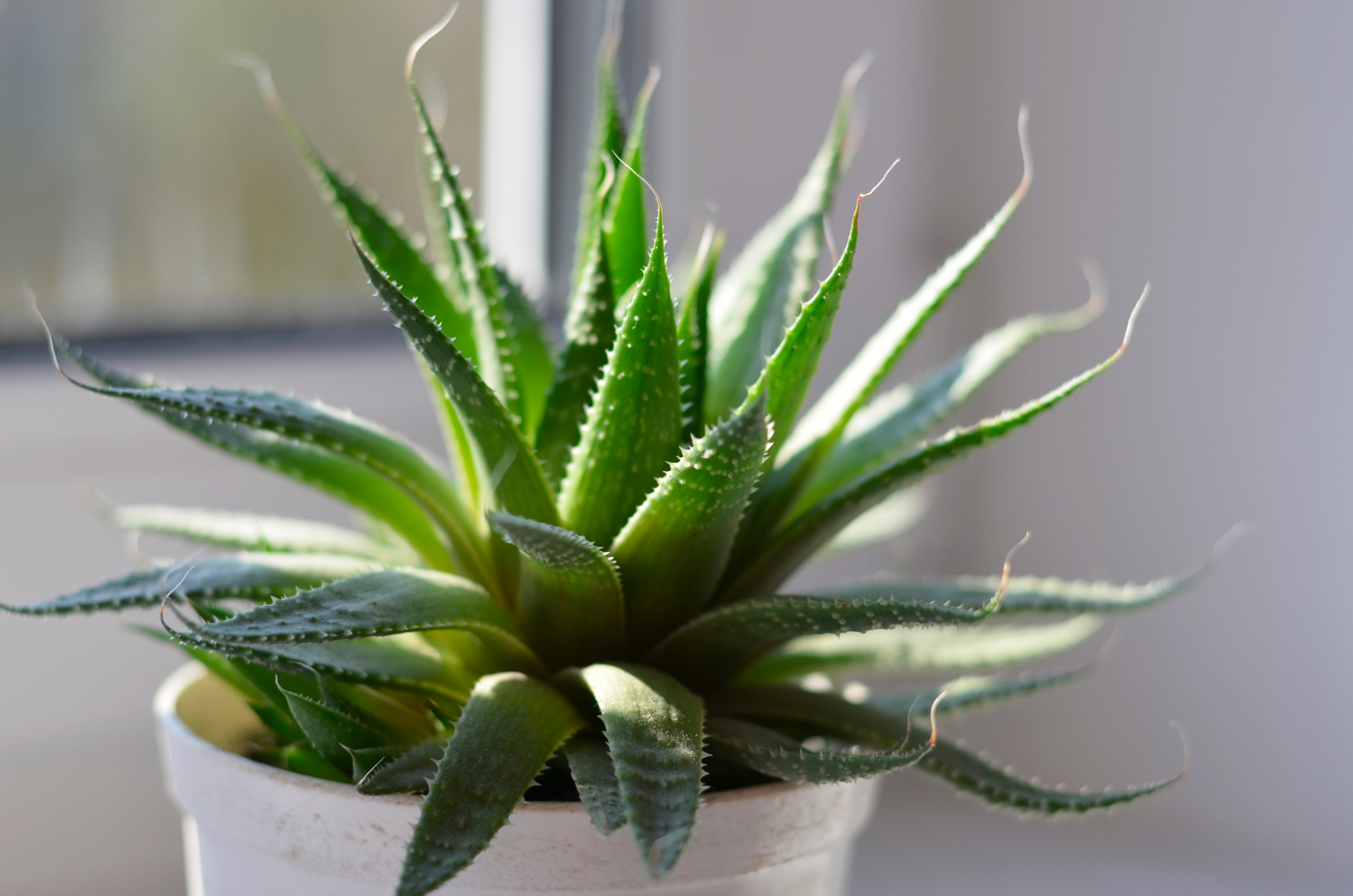 aloe vera