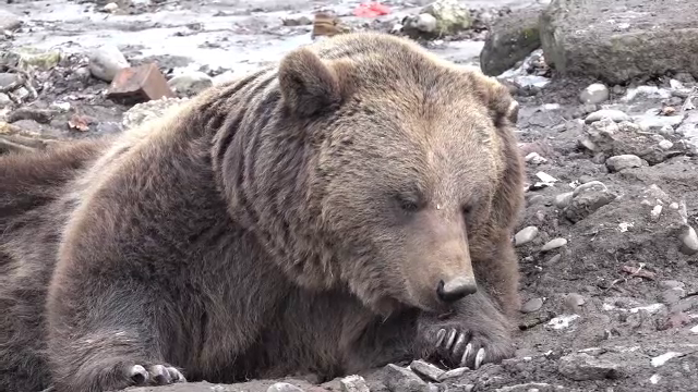 Cioban atacat de urs la o stână din Mureș. „Le e foame, le trebuie mâncare”