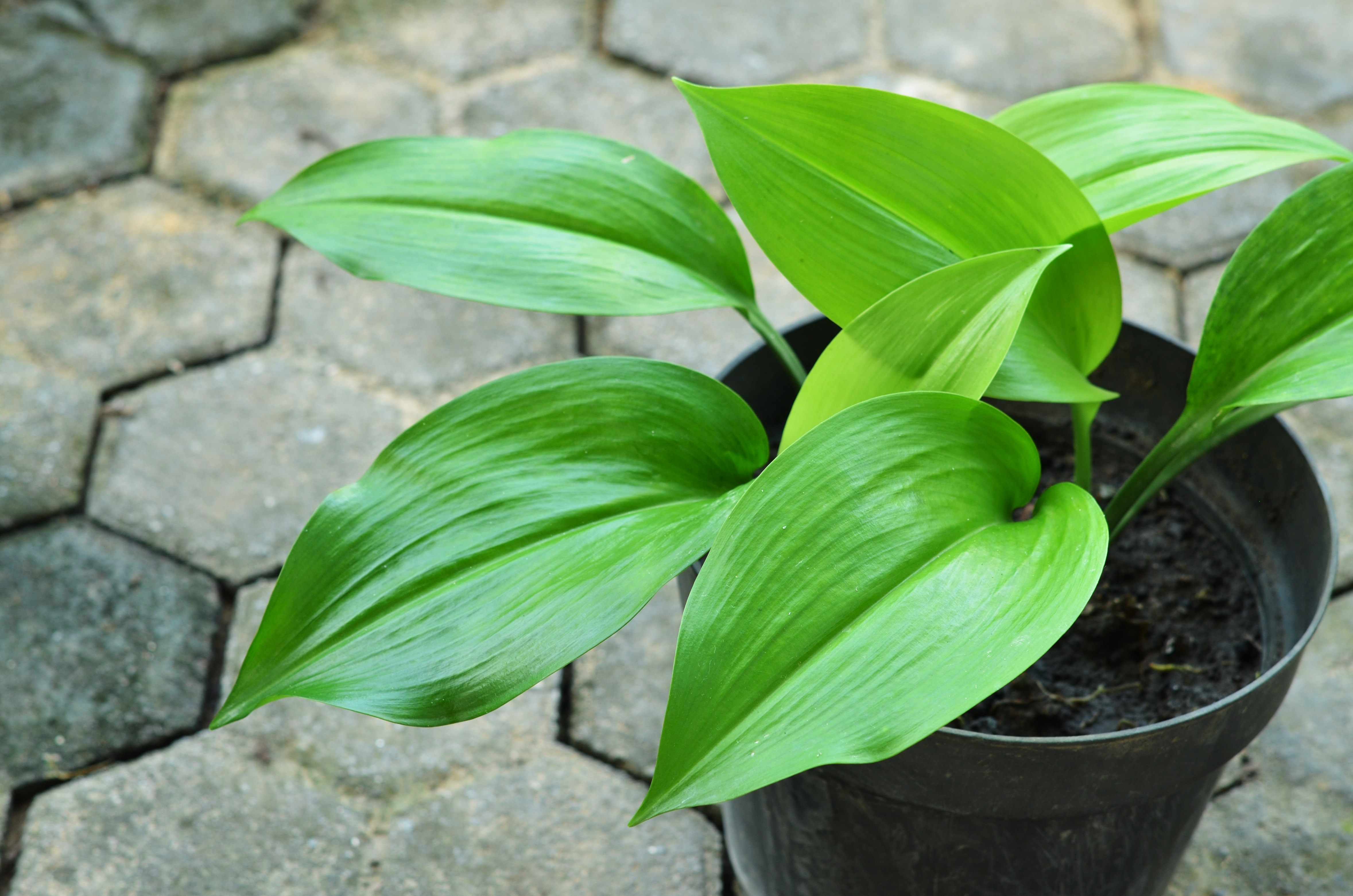 Aspidistra elatior planta de fier
