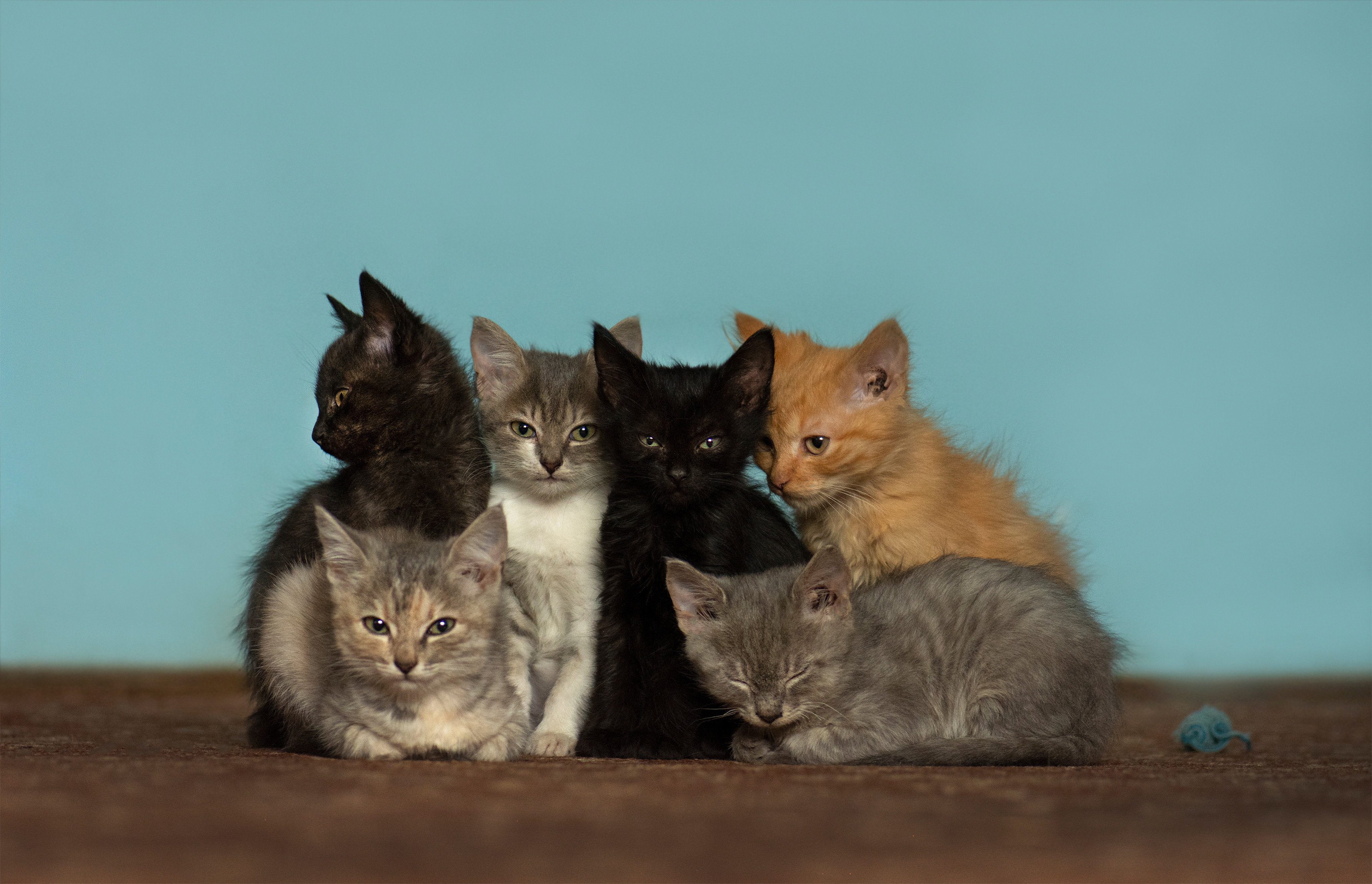 De ce unele pisici sunt mai „vorbărețe” decât altele. Ce-au descoperit oamenii de știință