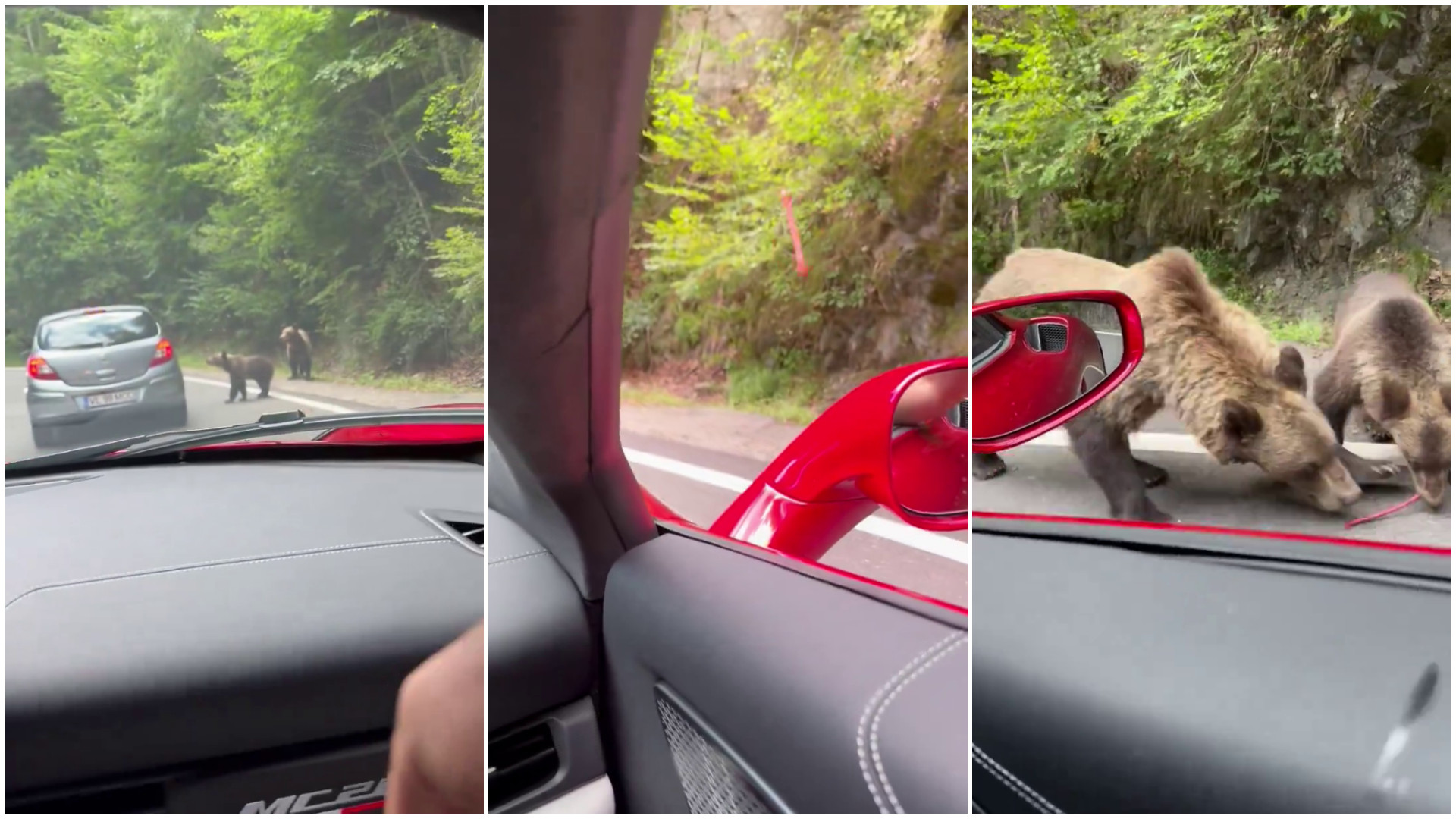 Ce s-a întâmplat cu Andrew și Tristan Tate după ce s-au filmat hrănind un urs, pe marginea unui drum din România. VIDEO