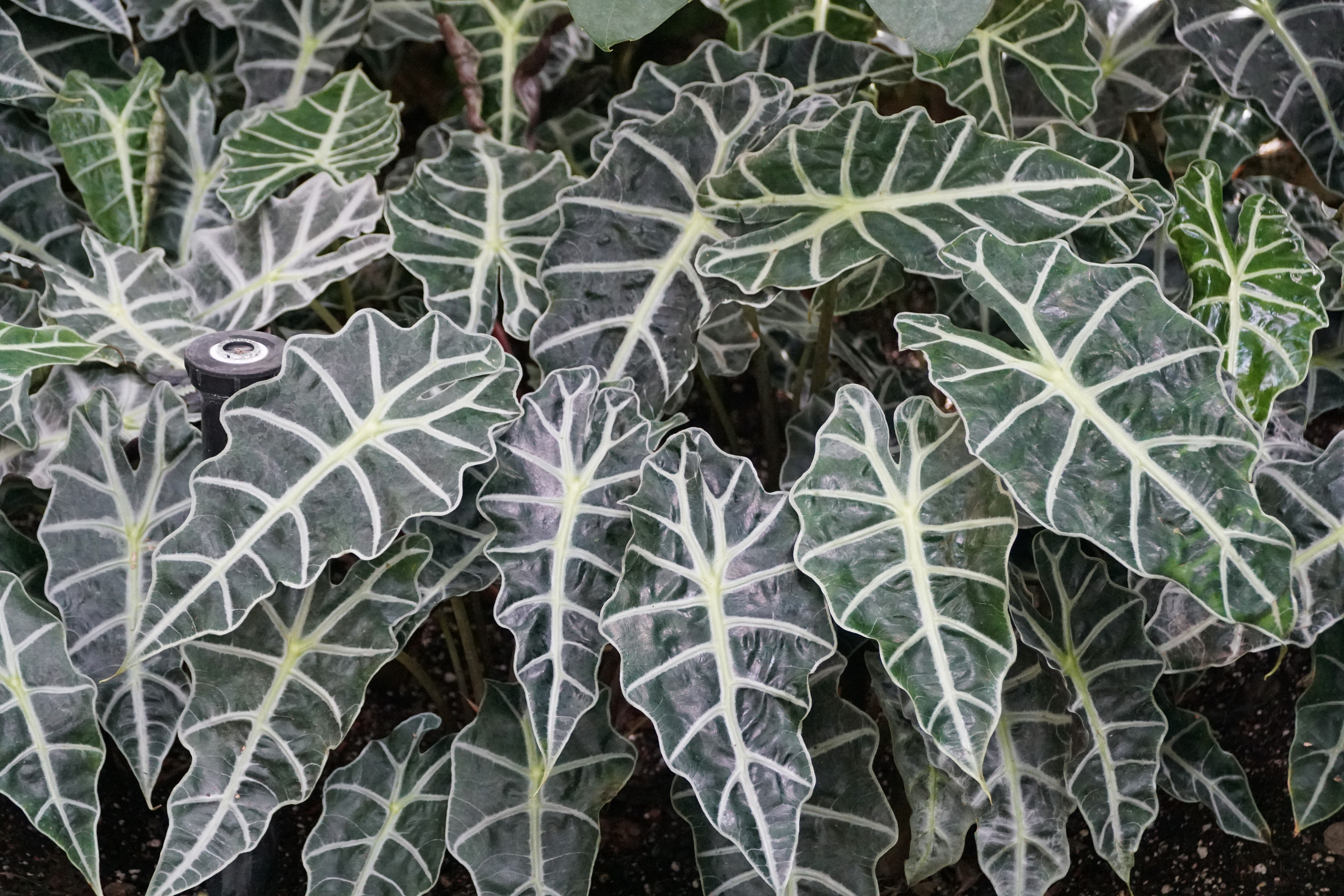 alocasia