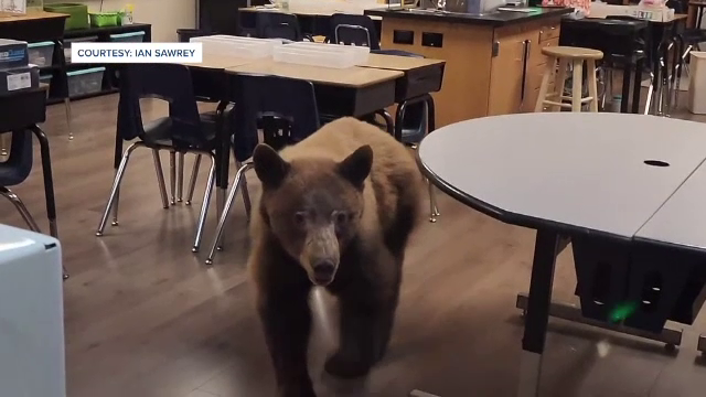 Un urs a intrat într-o școală din California și a dat nas în nas cu o învățătoare. Ce a urmat. VIDEO