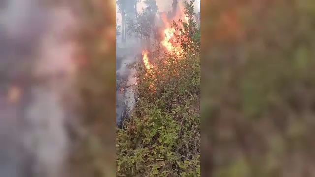 Un incendiu de proporții a cuprins 7 hectare de pădure în Clisura Dunării. Pompierii încă se luptă cu flăcările