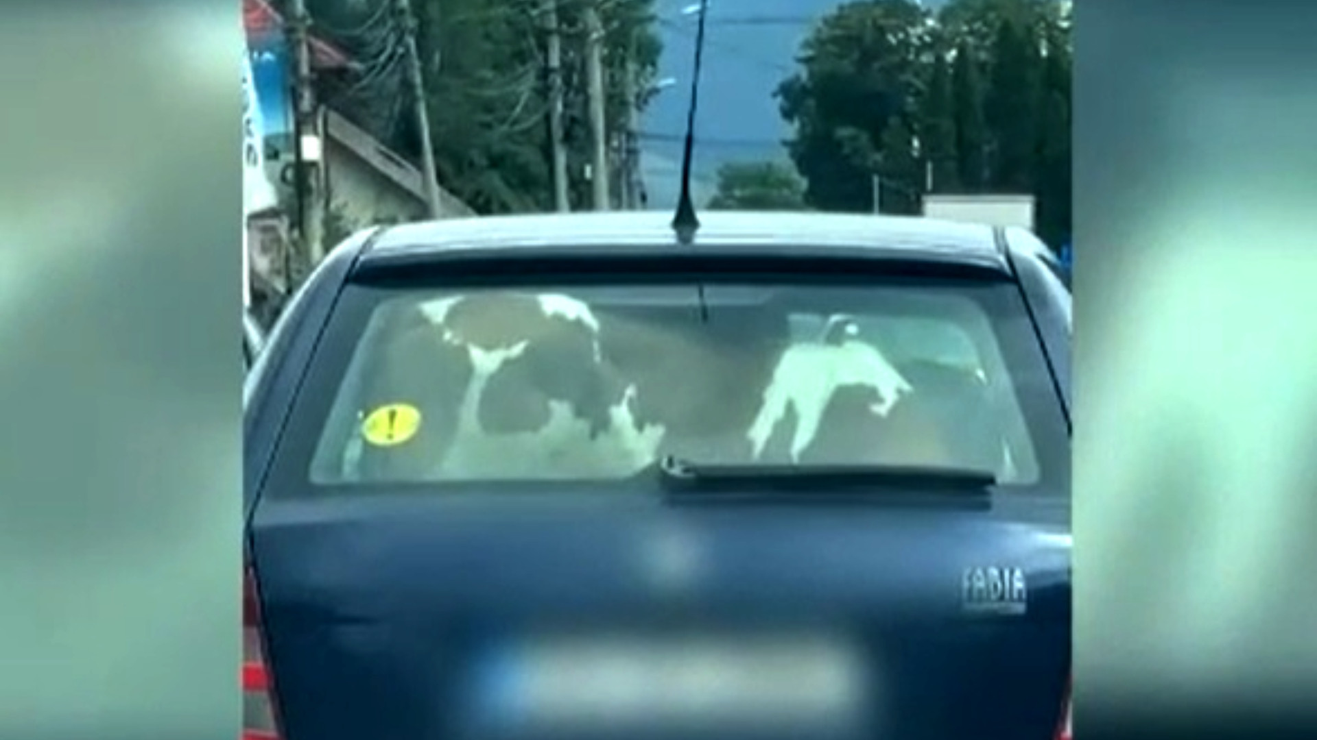 Șofer din Suceava surprins cu vițelul pe bancheta mașinii. Bărbatul este acum căutat de polițiști