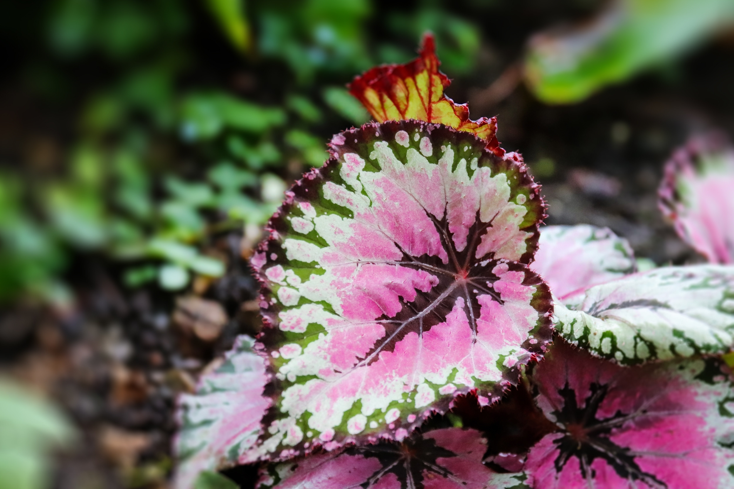 begonia rex