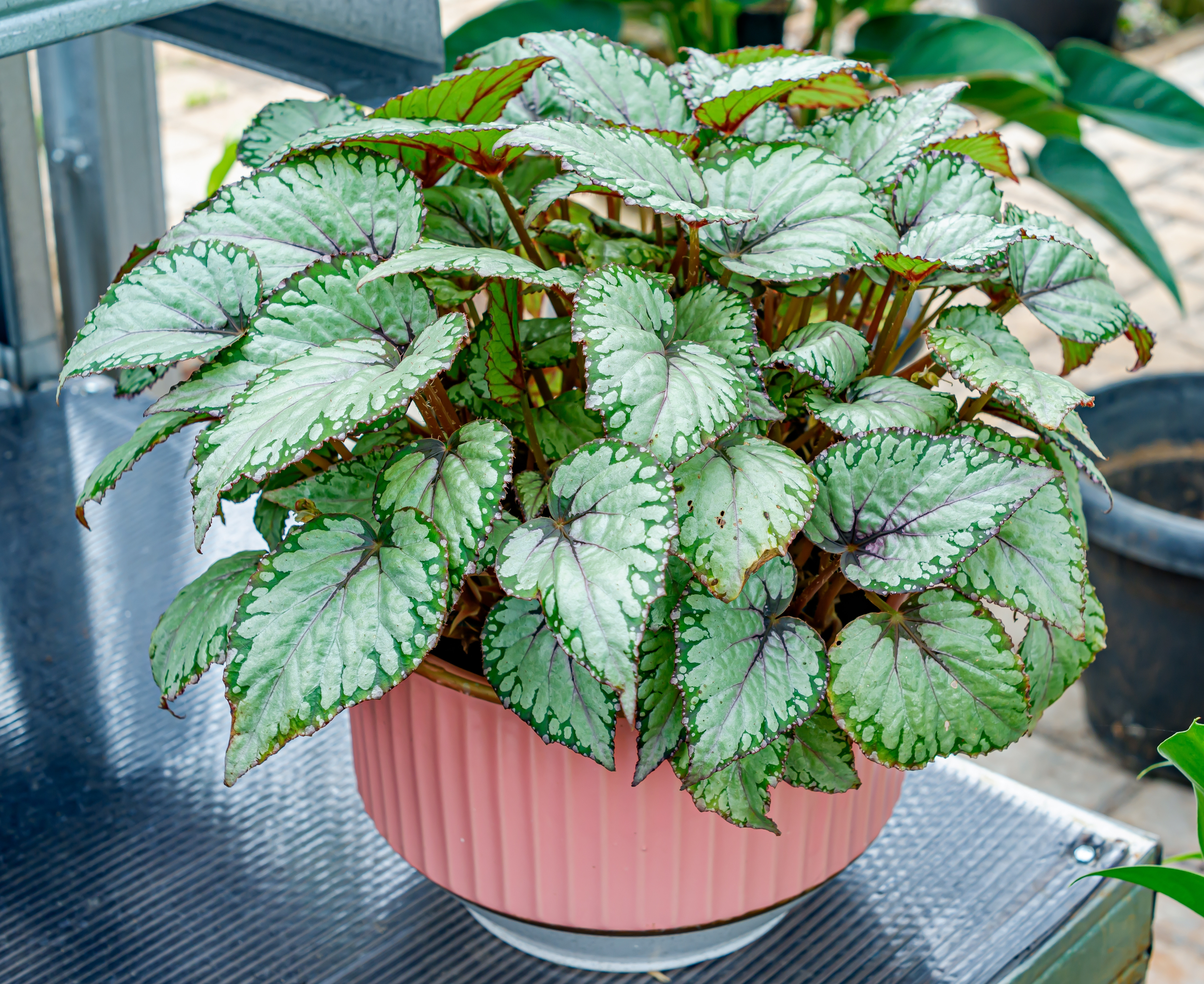 begonia rex