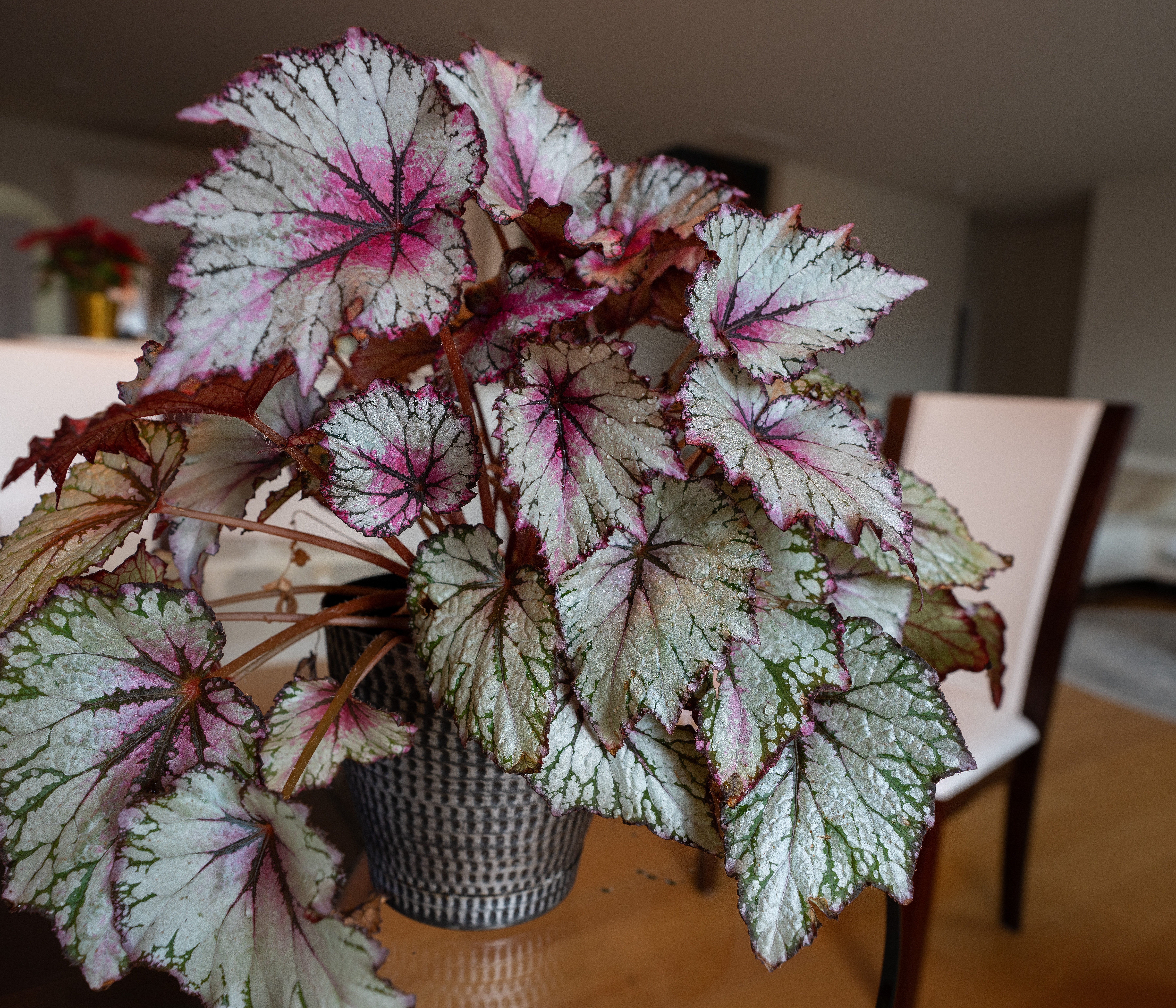 begonia rex