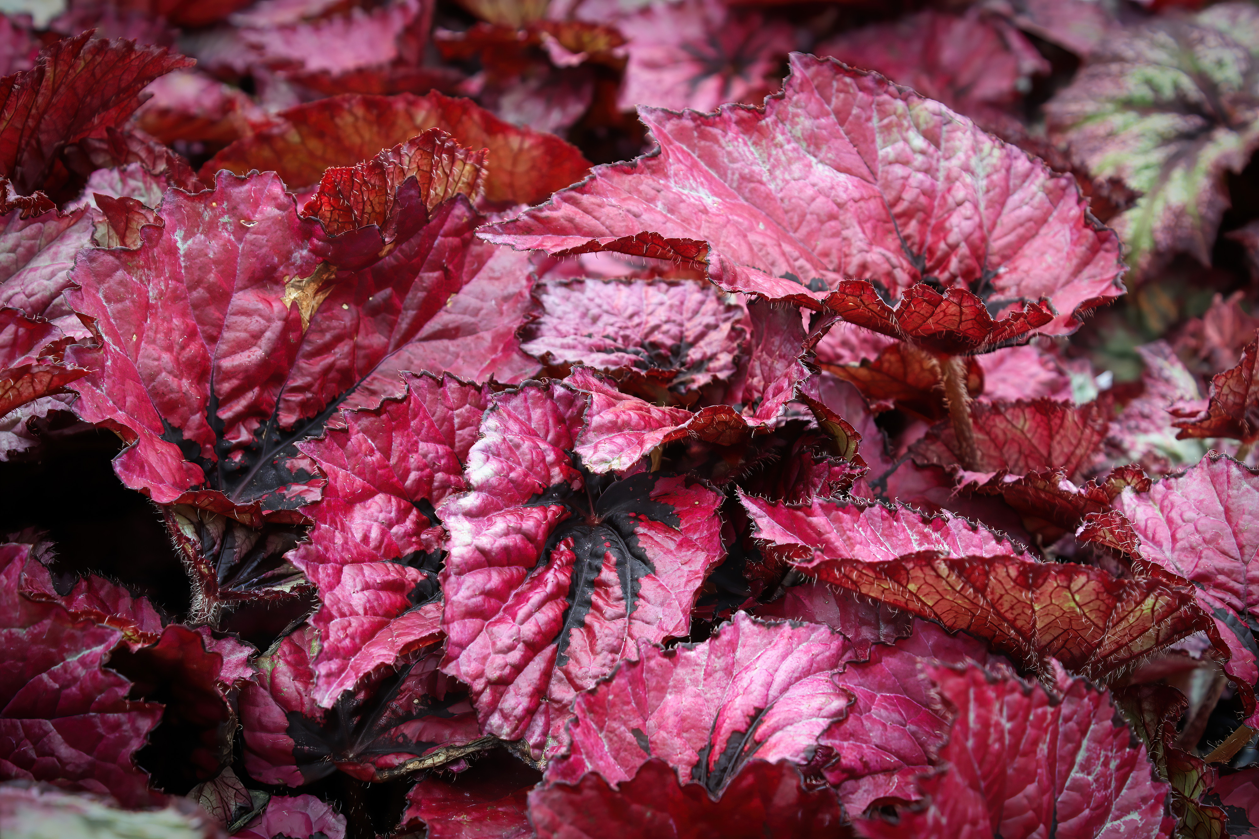 Shadow King Lava Red