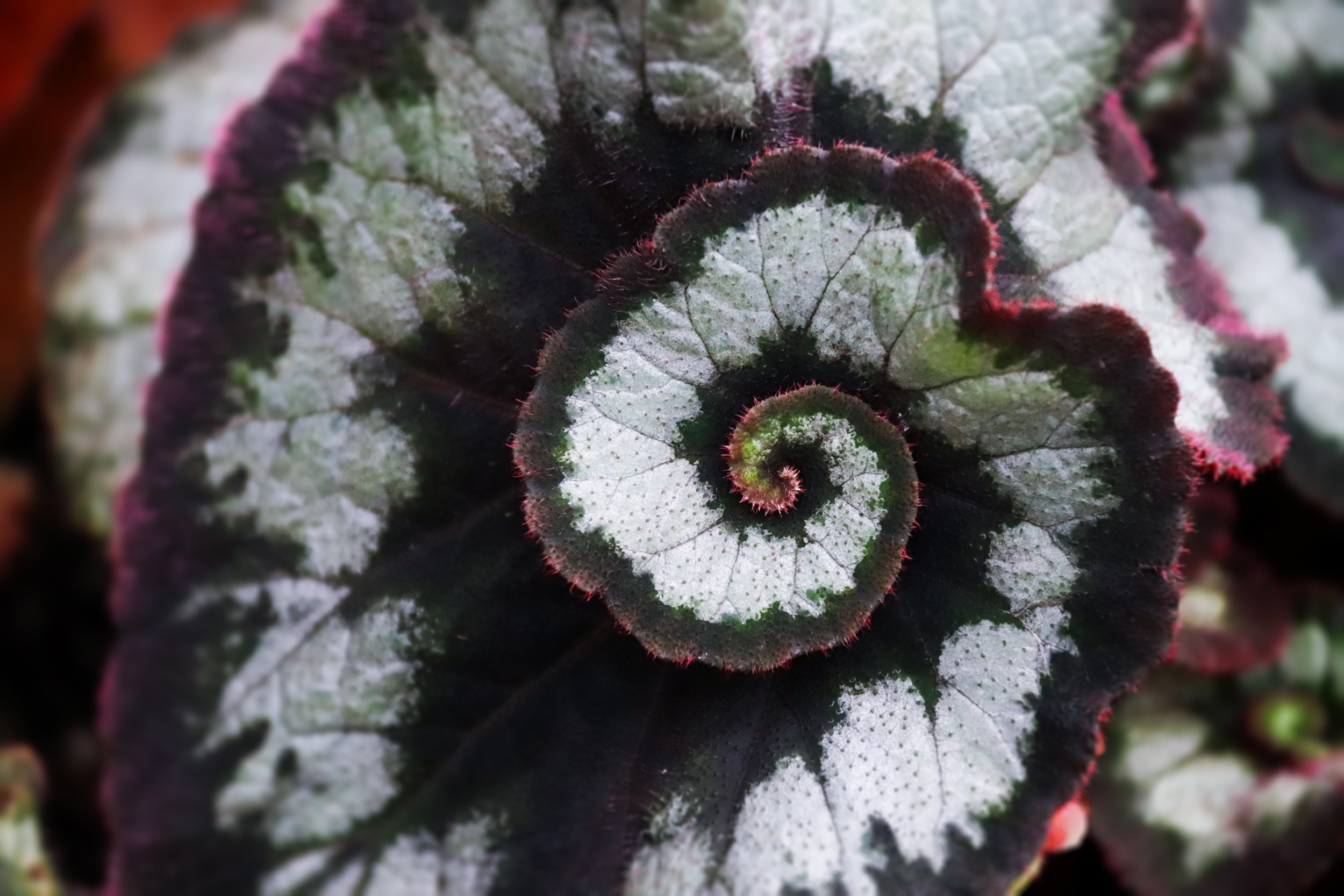 Escargot begonia rex