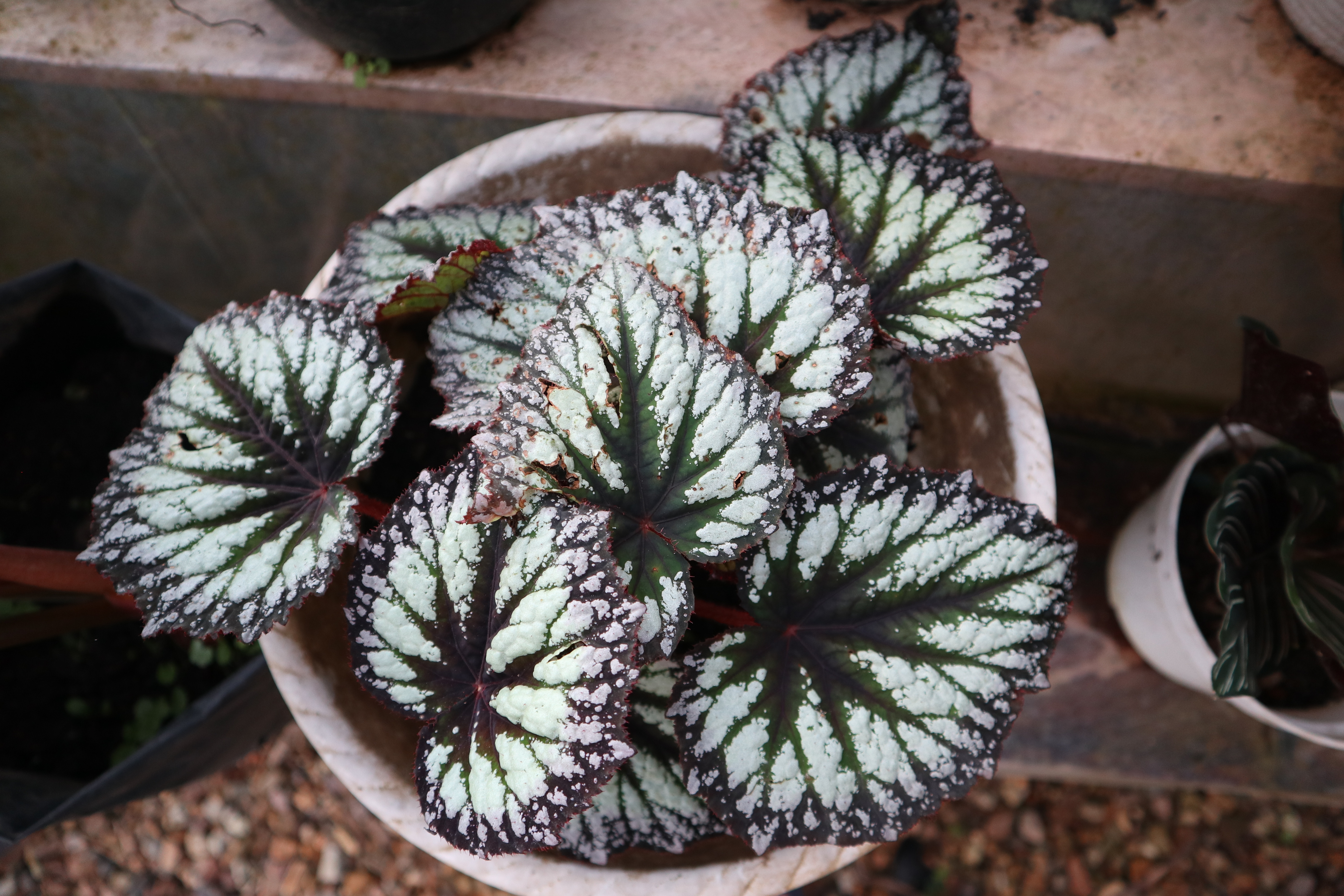 Fireworks begonia rex