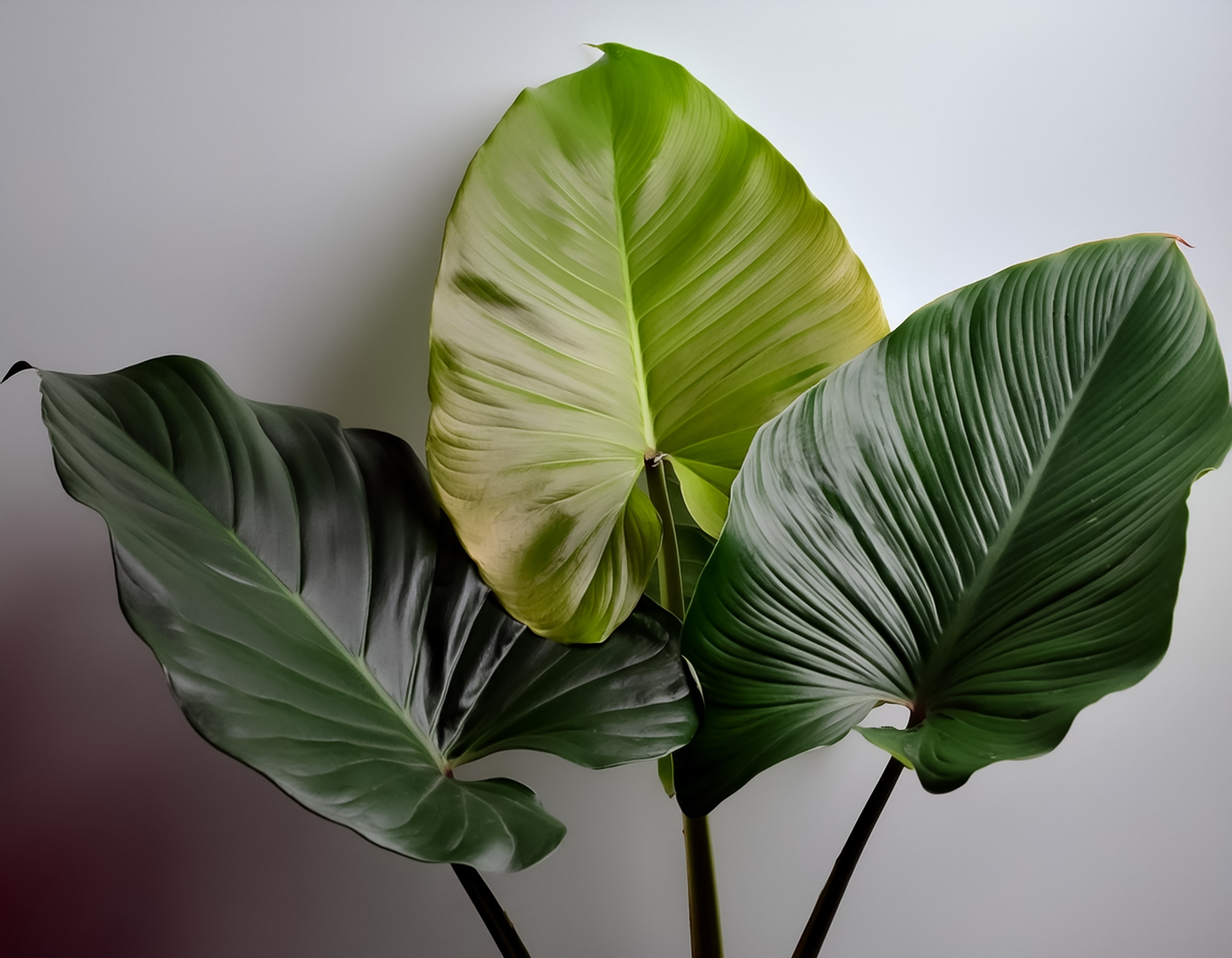 Philodendron - floarea prezentă în fiecare casă. Cum să ai grijă de ea și unde să o poziționezi