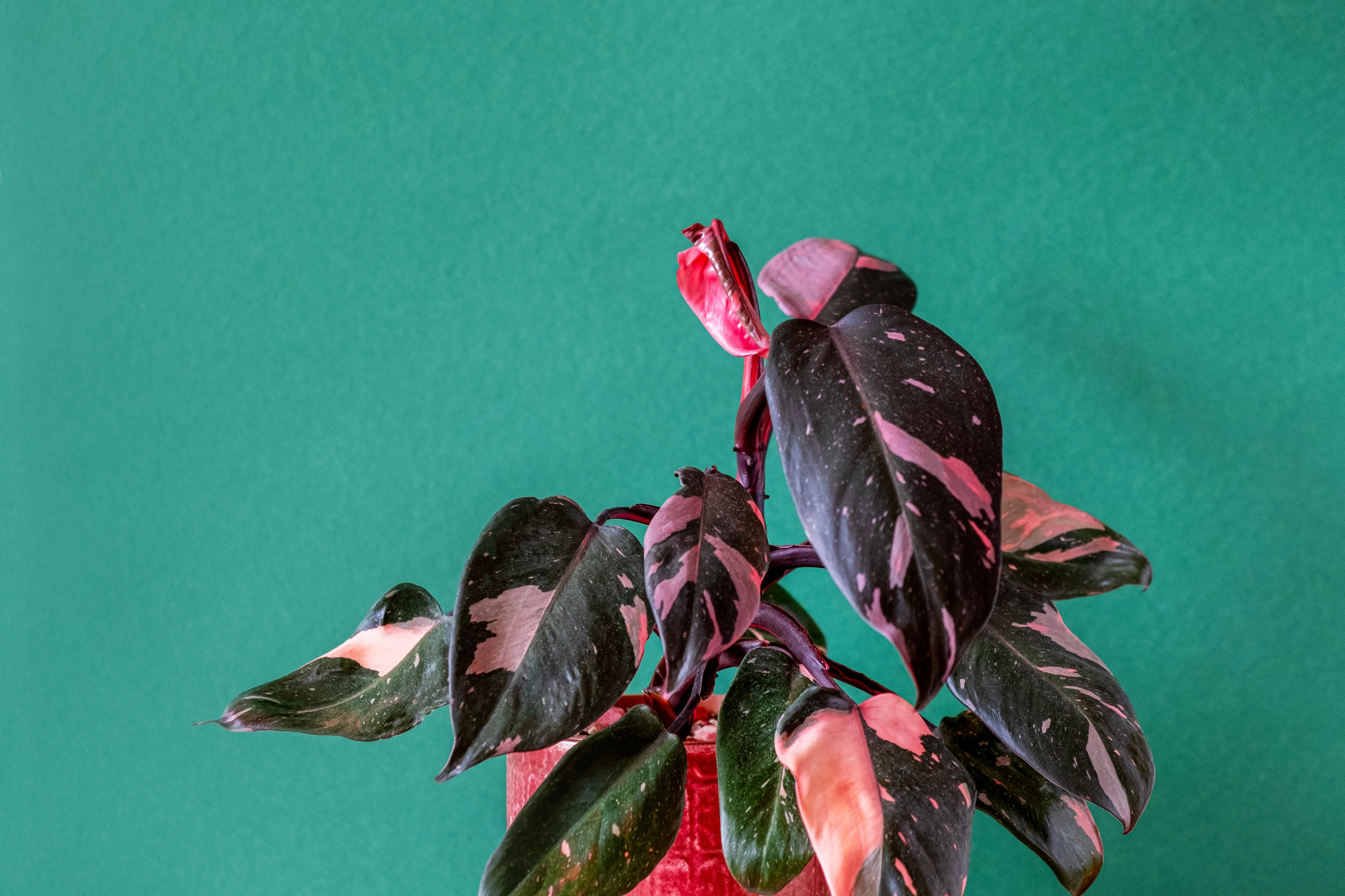 Philodendron erubescens