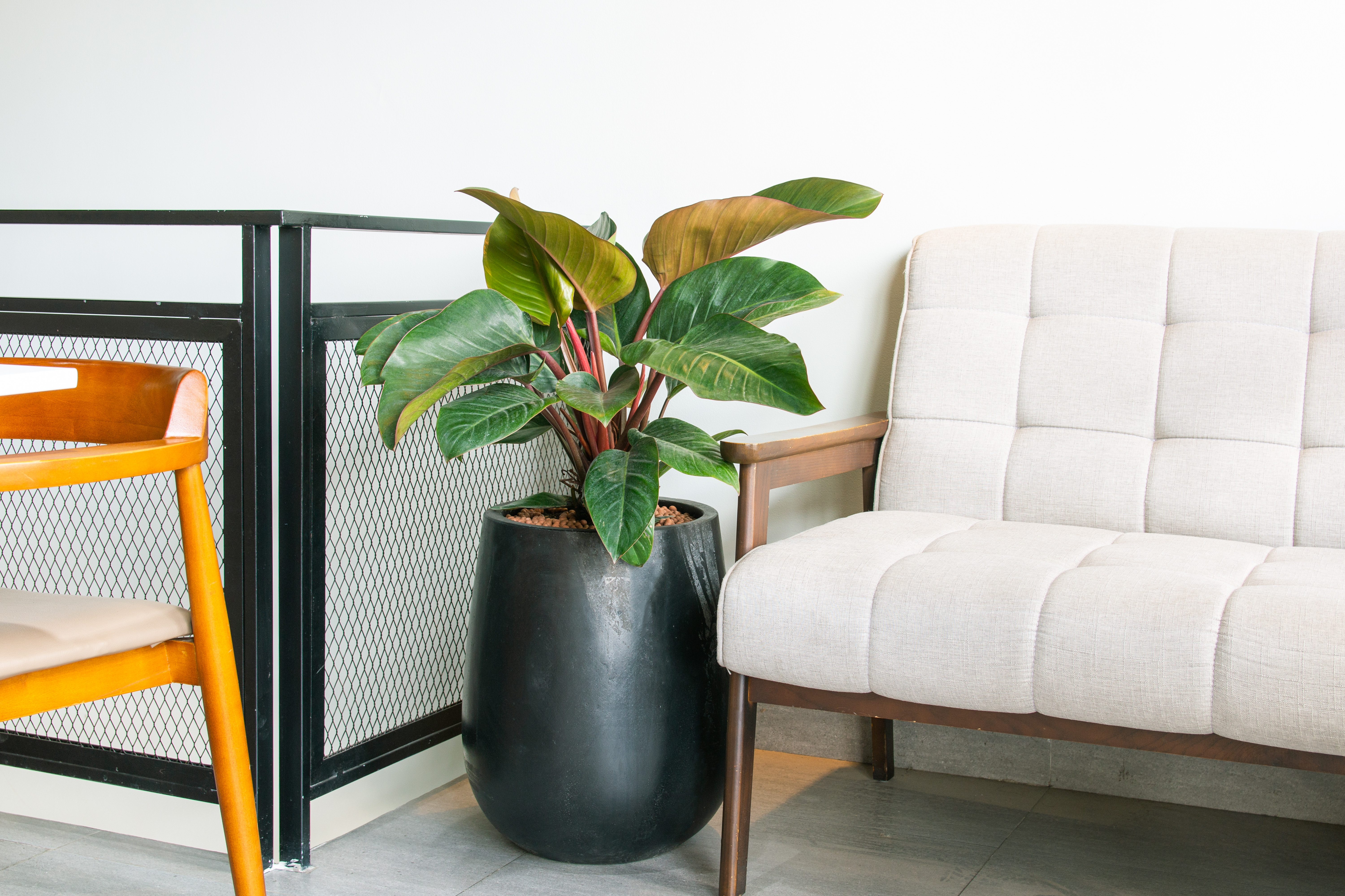 Philodendron &bdquo;Imperial&rdquo;