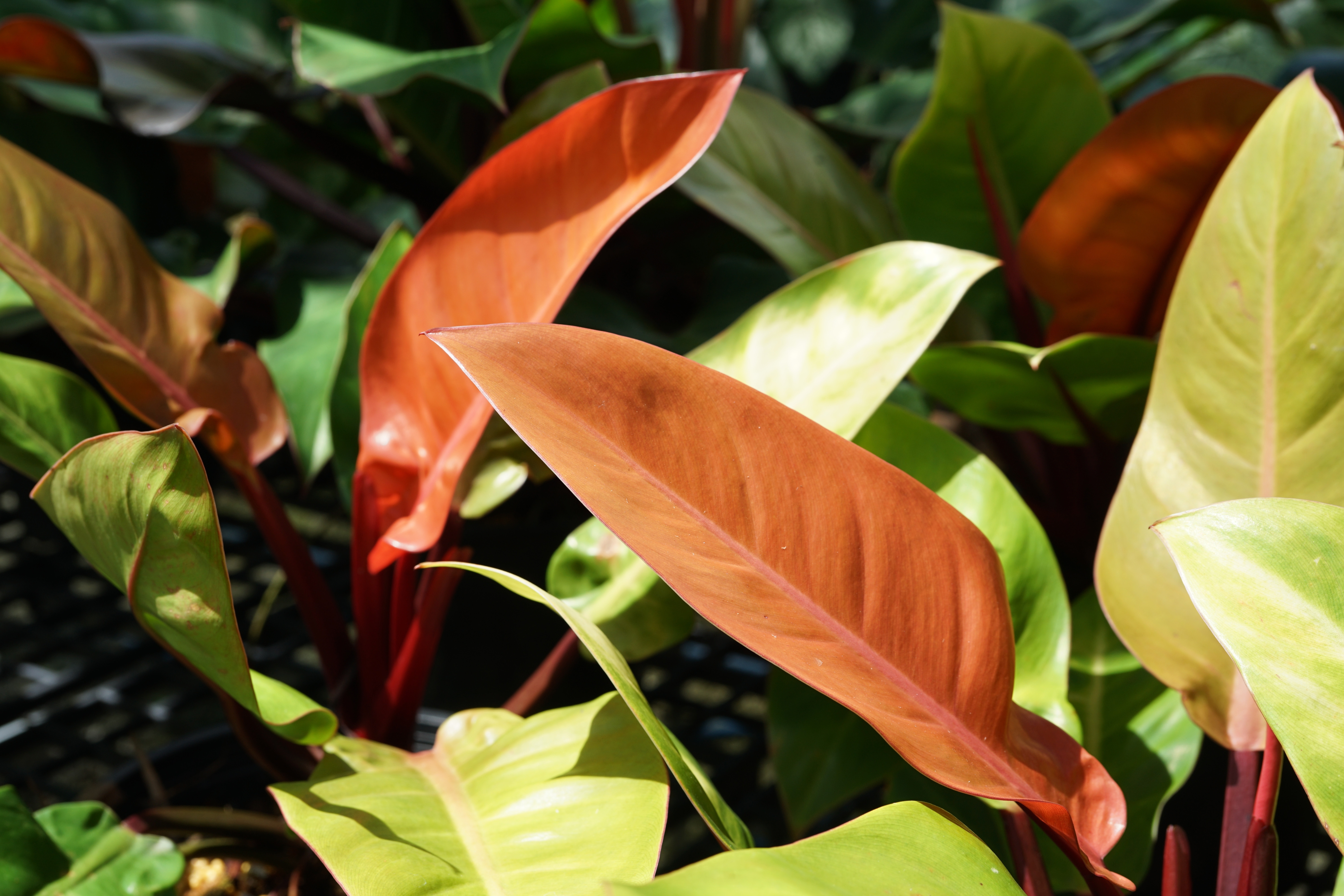 Philodendron Prince of Orange