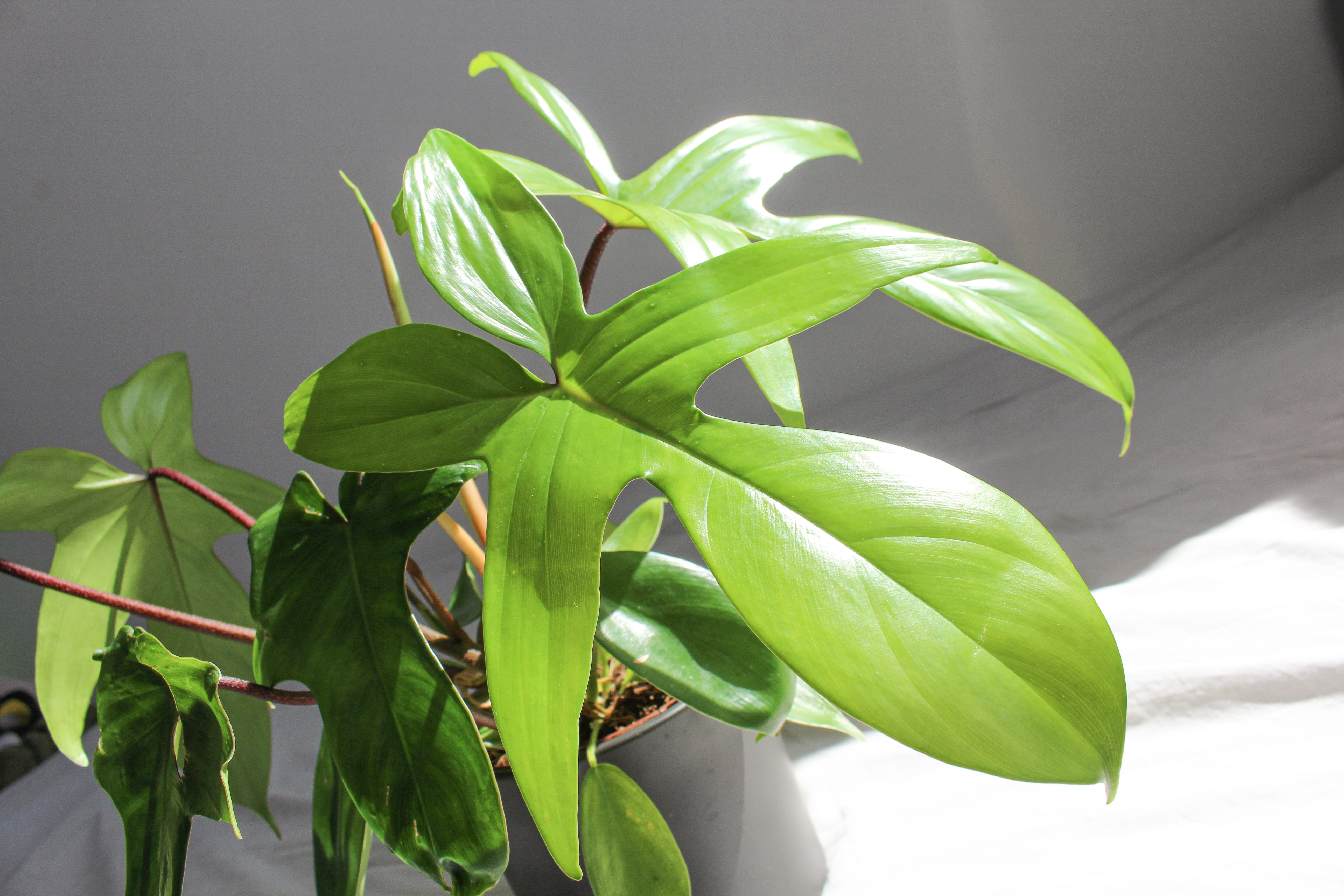 Philodendron &bdquo;Florida Ghost&rdquo;