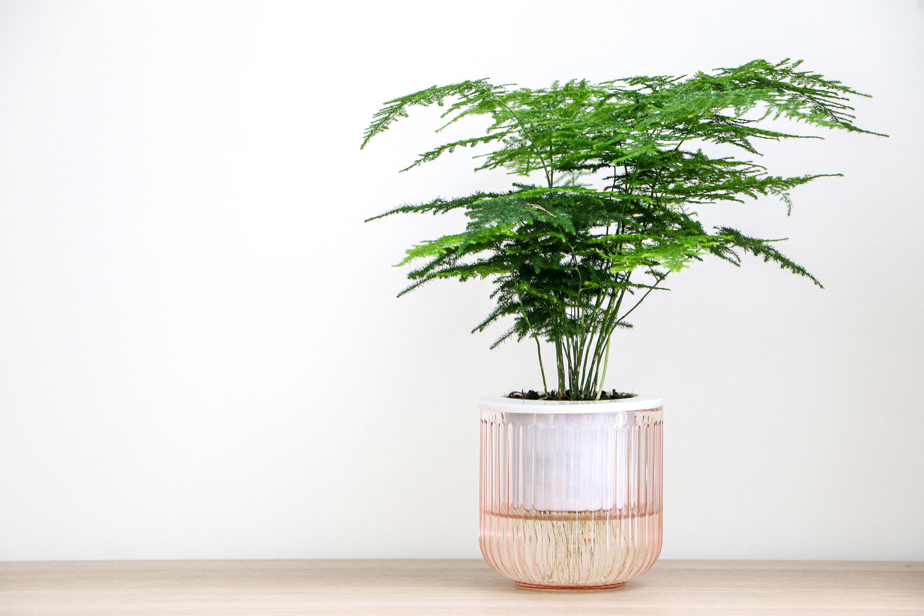 feriga de sparanghel