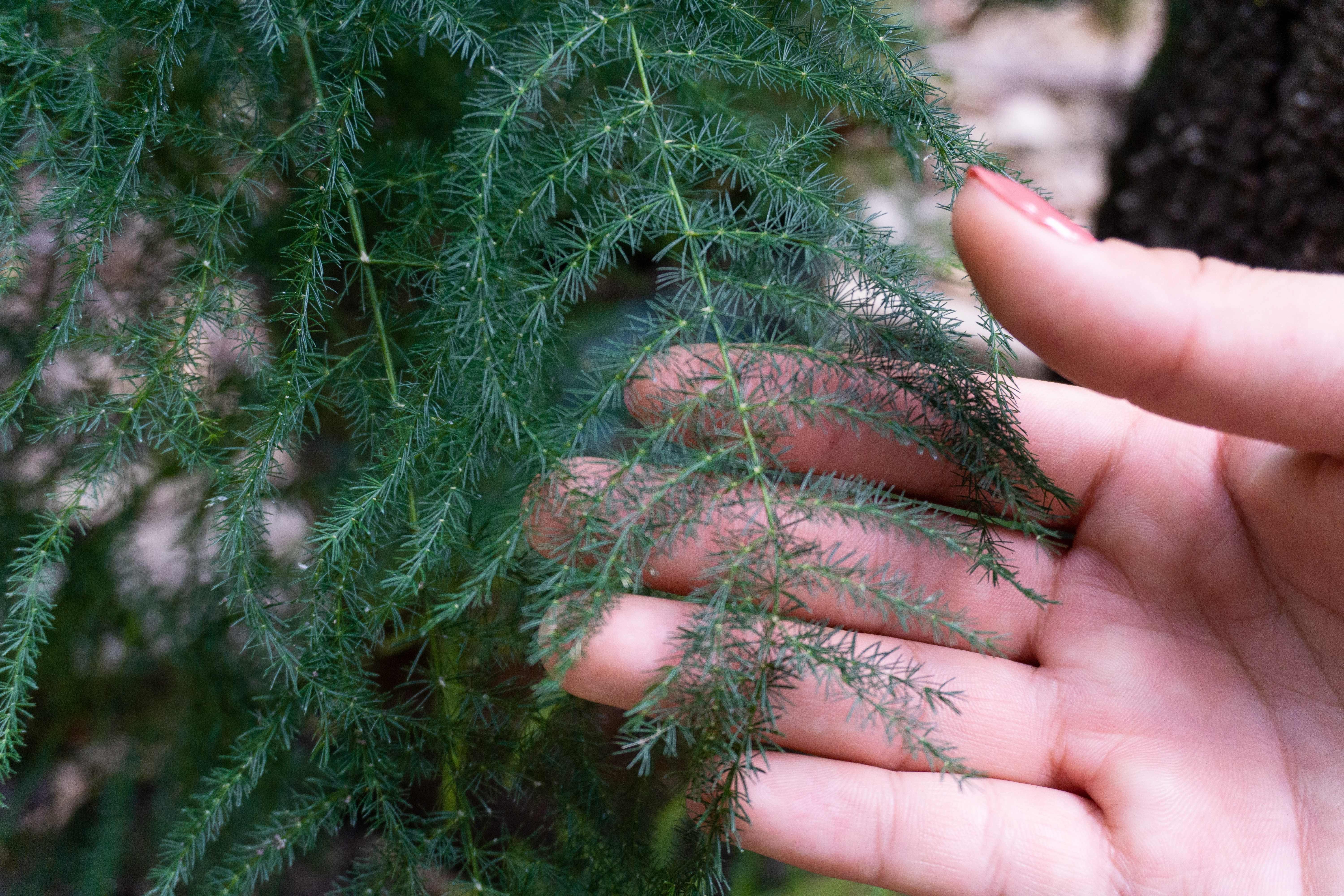 feriga de sparanghel