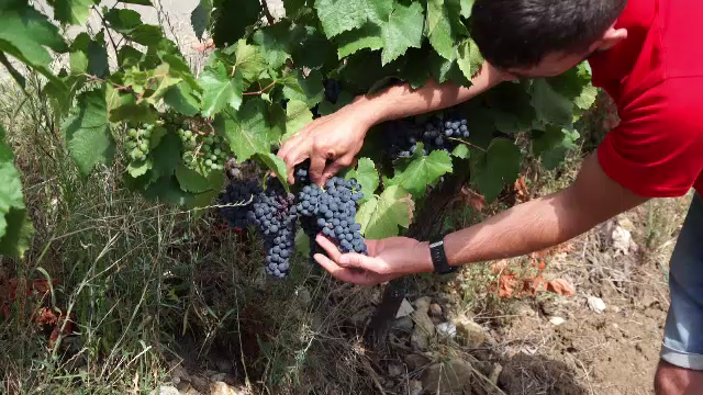 Culesul strugurilor a început cu o lună mai devreme. Dogoarea soarelui duce la recolte scăzute, dar cu un vin foarte bun